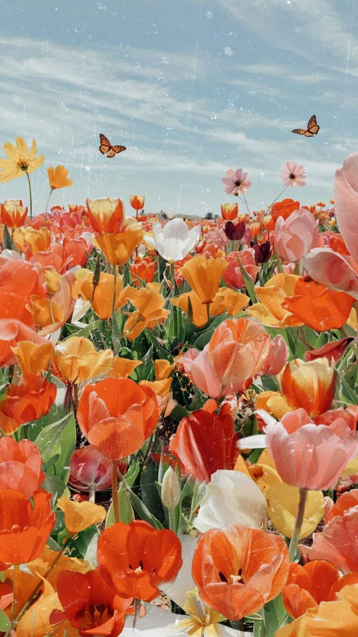 A field of flowers with butterflies flying around - Flower, garden