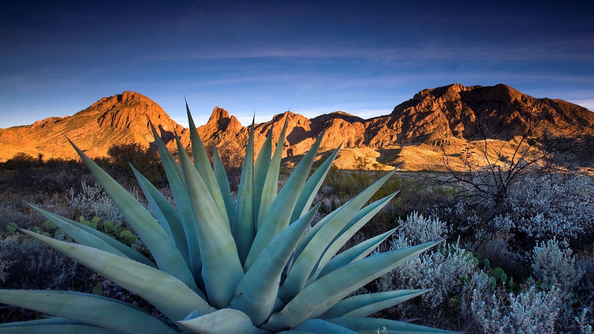 A cactus plant in the desert with mountains behind it - Texas