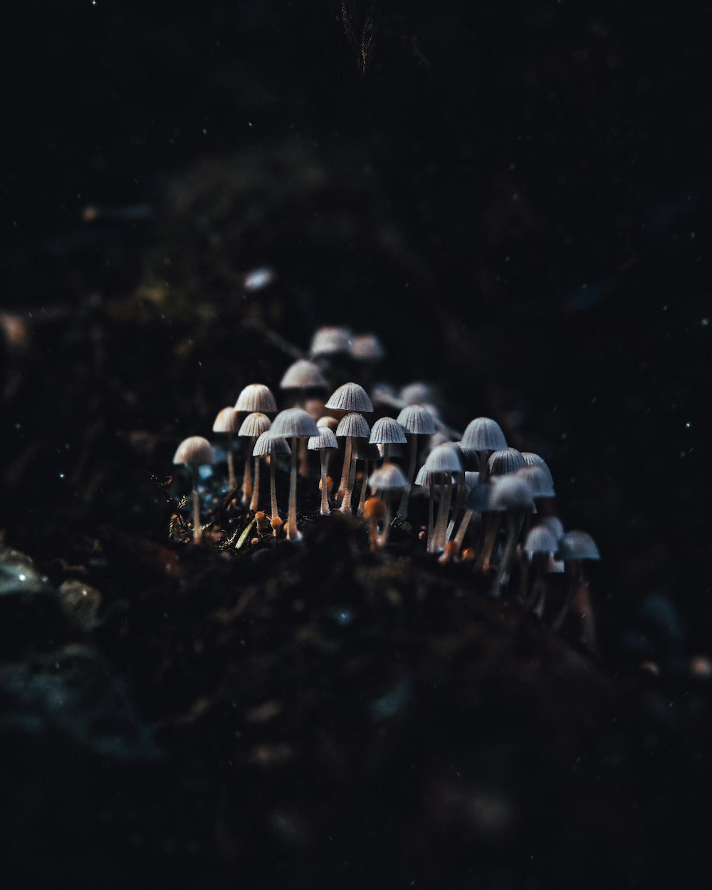 A group of mushrooms in the dark. - Goblincore