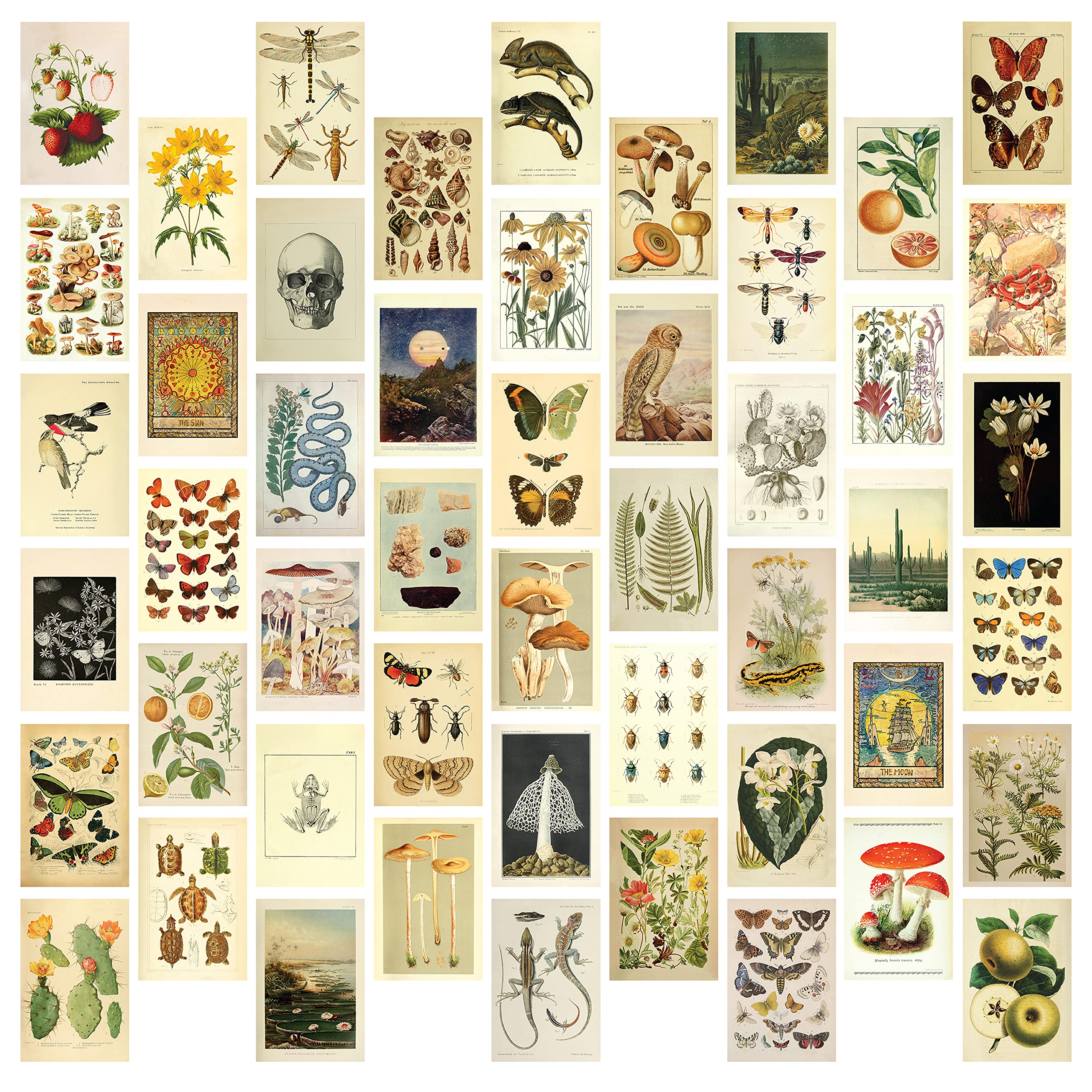 A collage of vintage images of plants, animals, and insects. - Goblincore