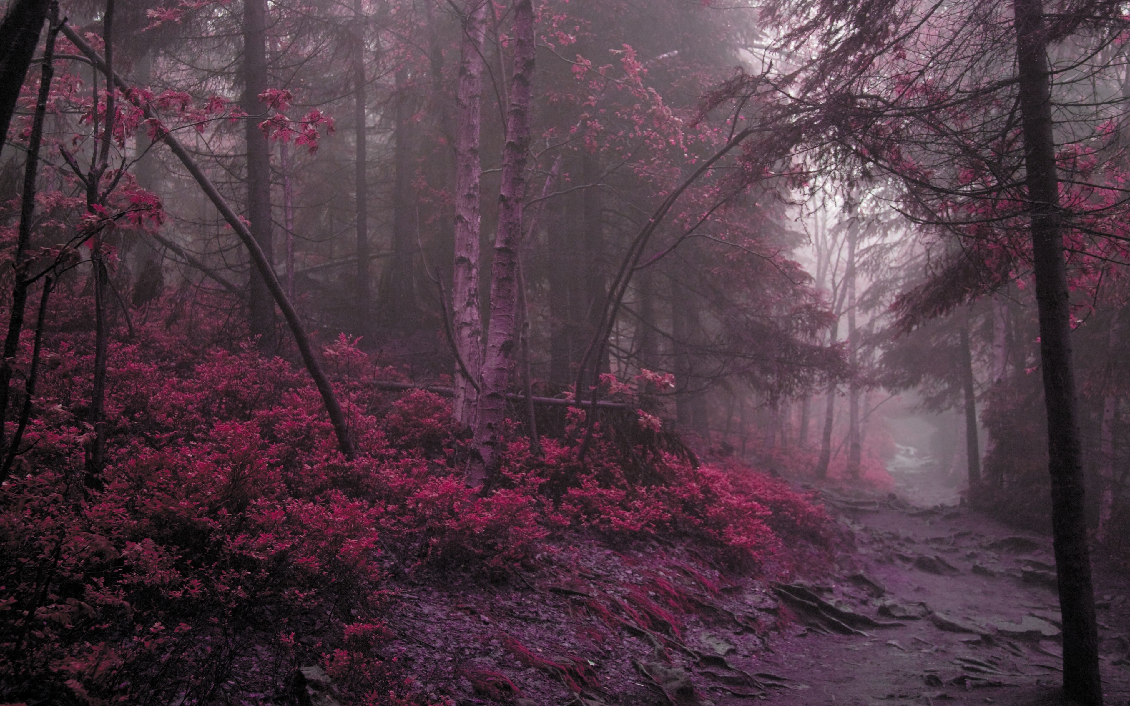 A forest with trees and flowers in it - Woods