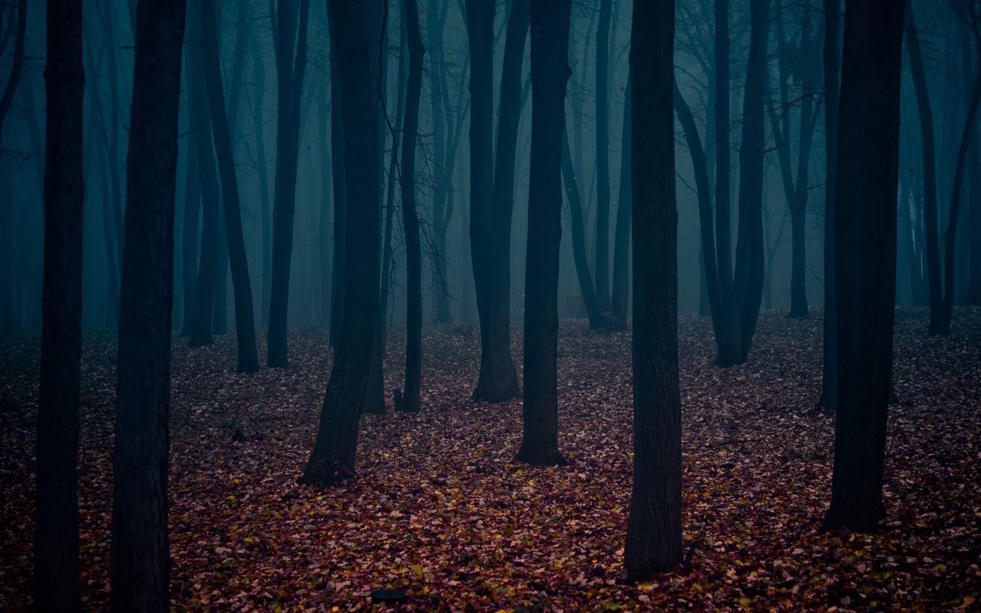 Aesthetic Forest HD Wallpaper