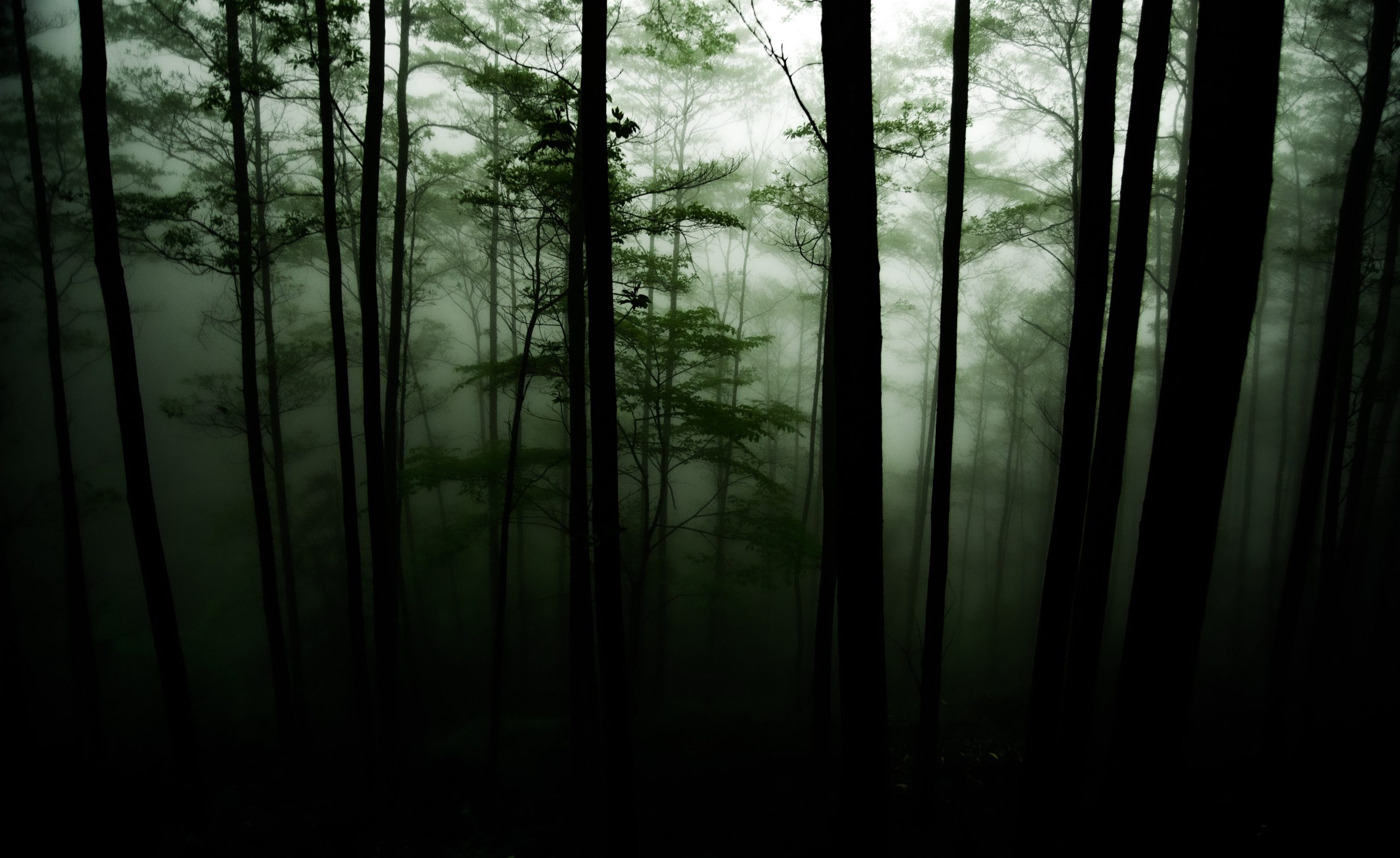 A dark forest with tall trees and fog. - Woods