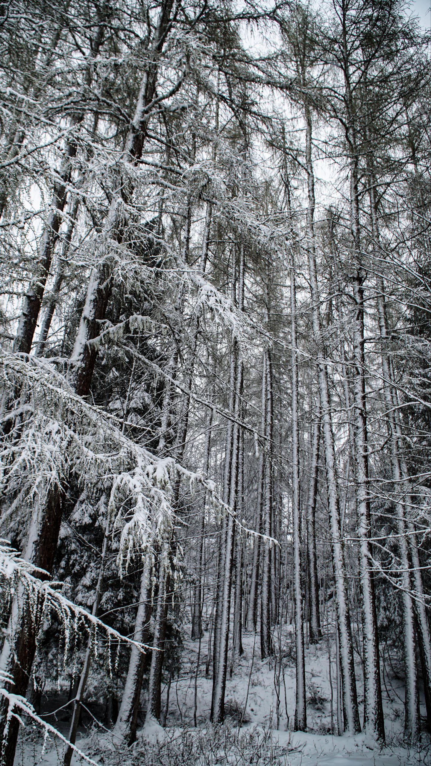 A snow covered forest with trees and branches - Woods