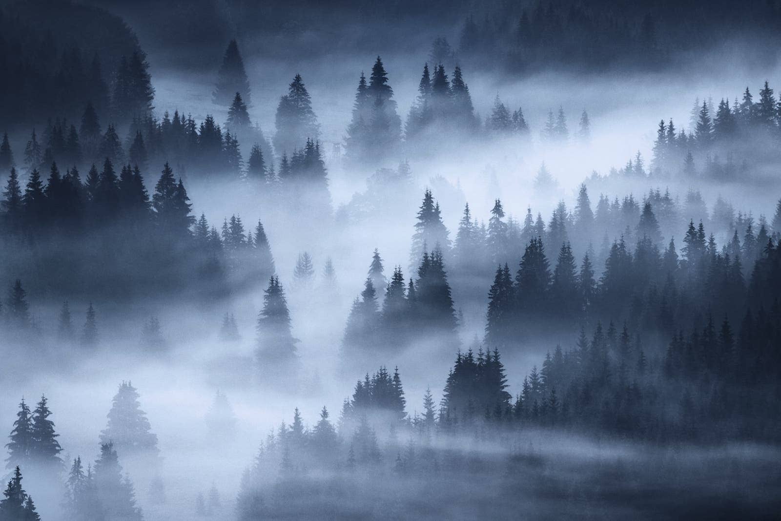 A dark forest is covered in fog - Woods