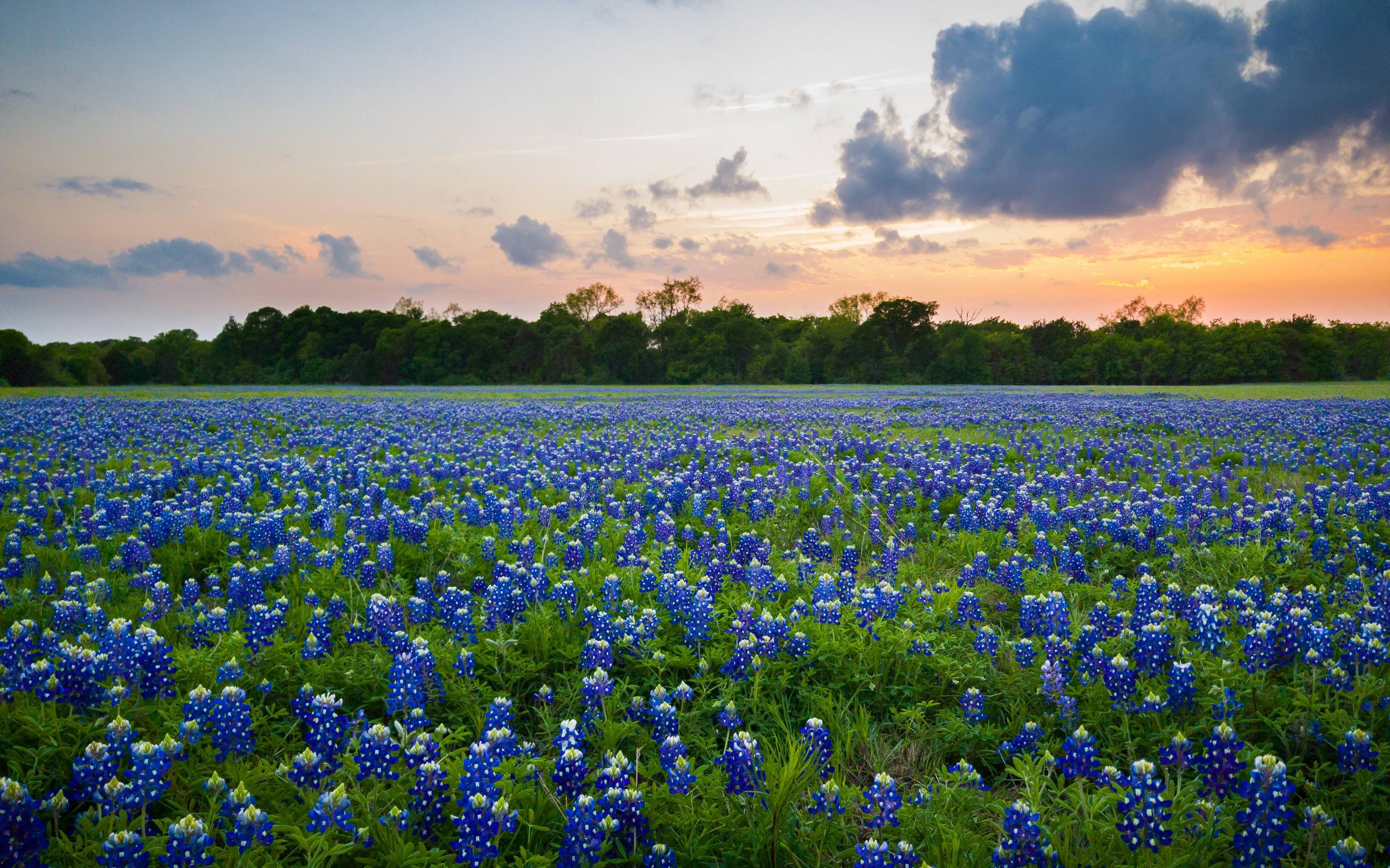 Texas 4K wallpaper for your desktop or mobile screen free and easy to download