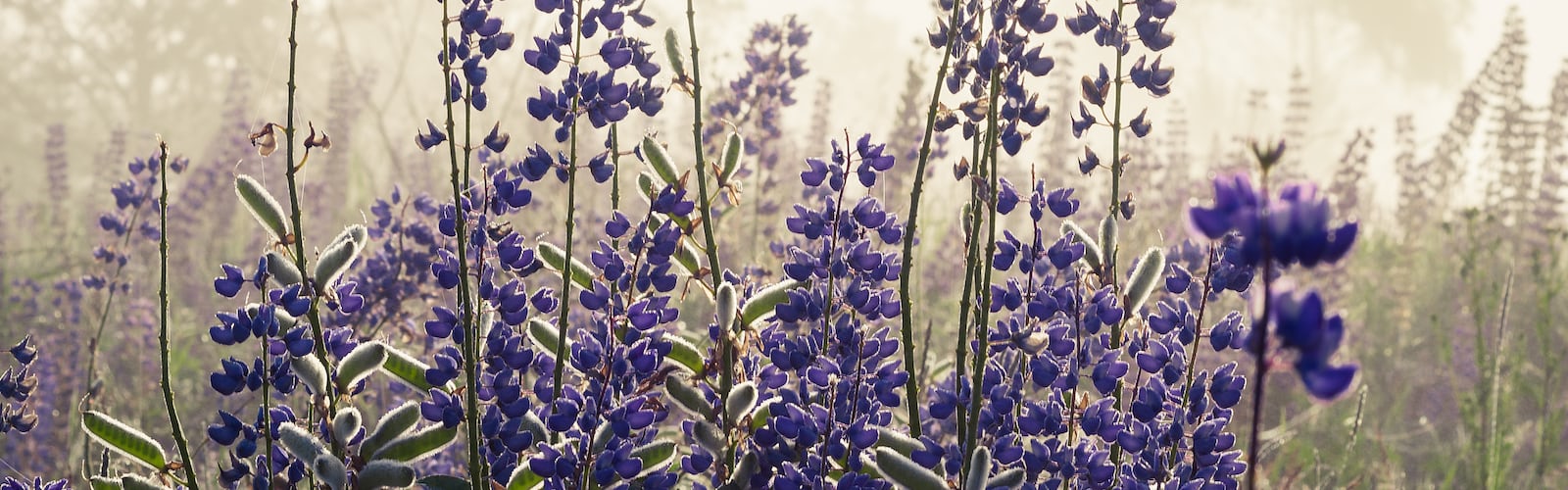 A field of purple flowers in the mist - Bridgerton