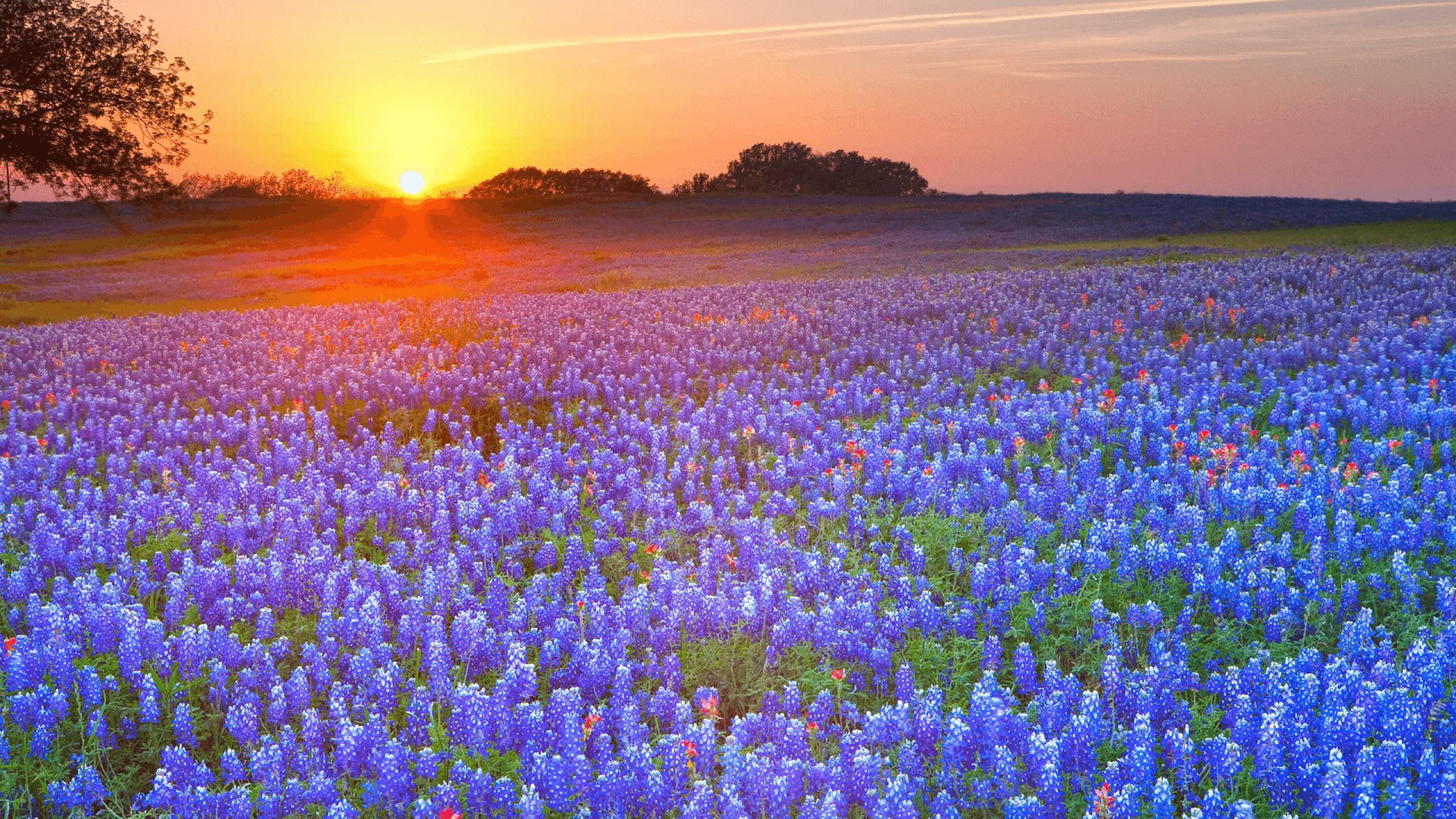 A sunset over the bluebonnets in texas - Texas