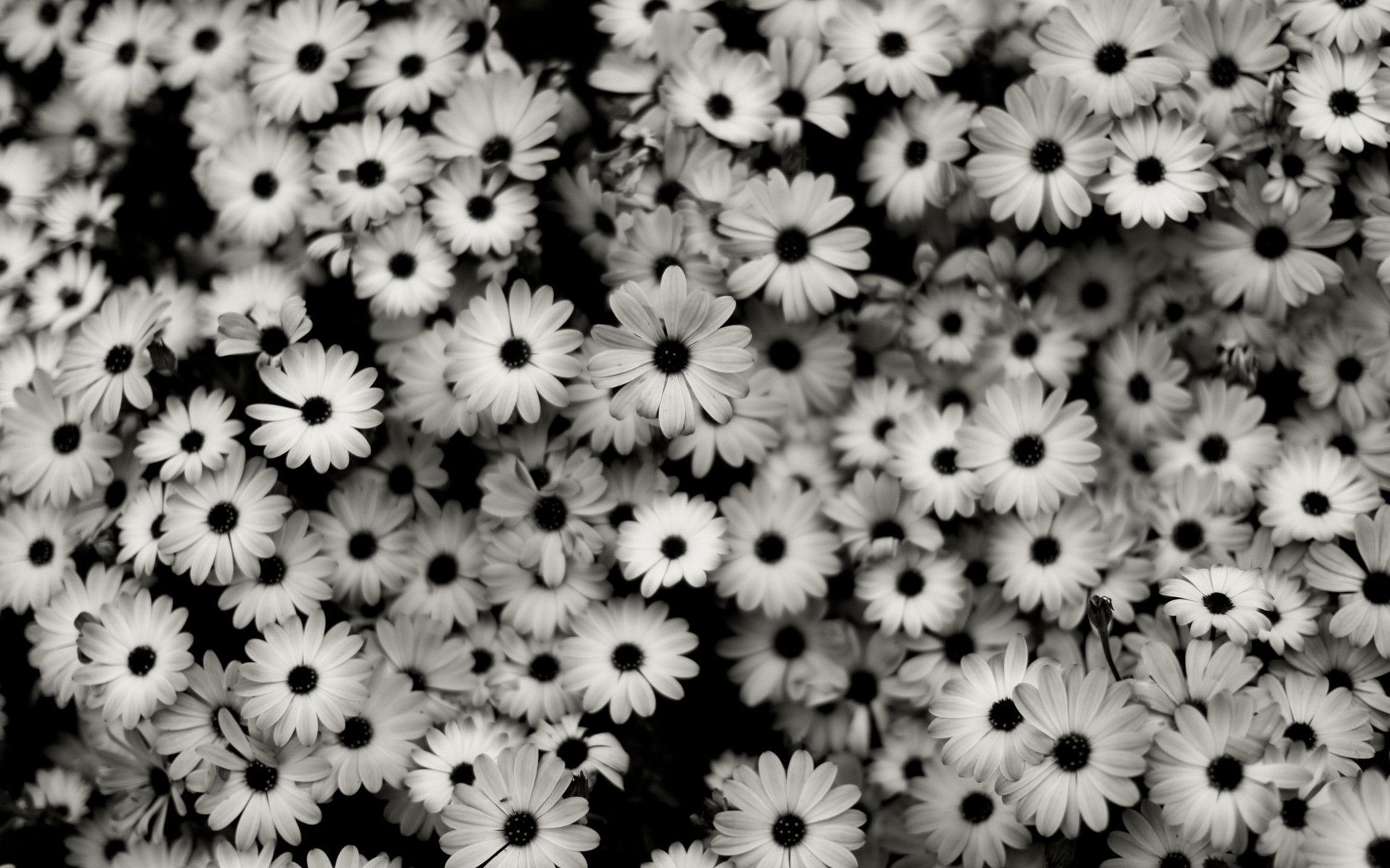 A black and white photo of flowers - Cute white, flower, black and white