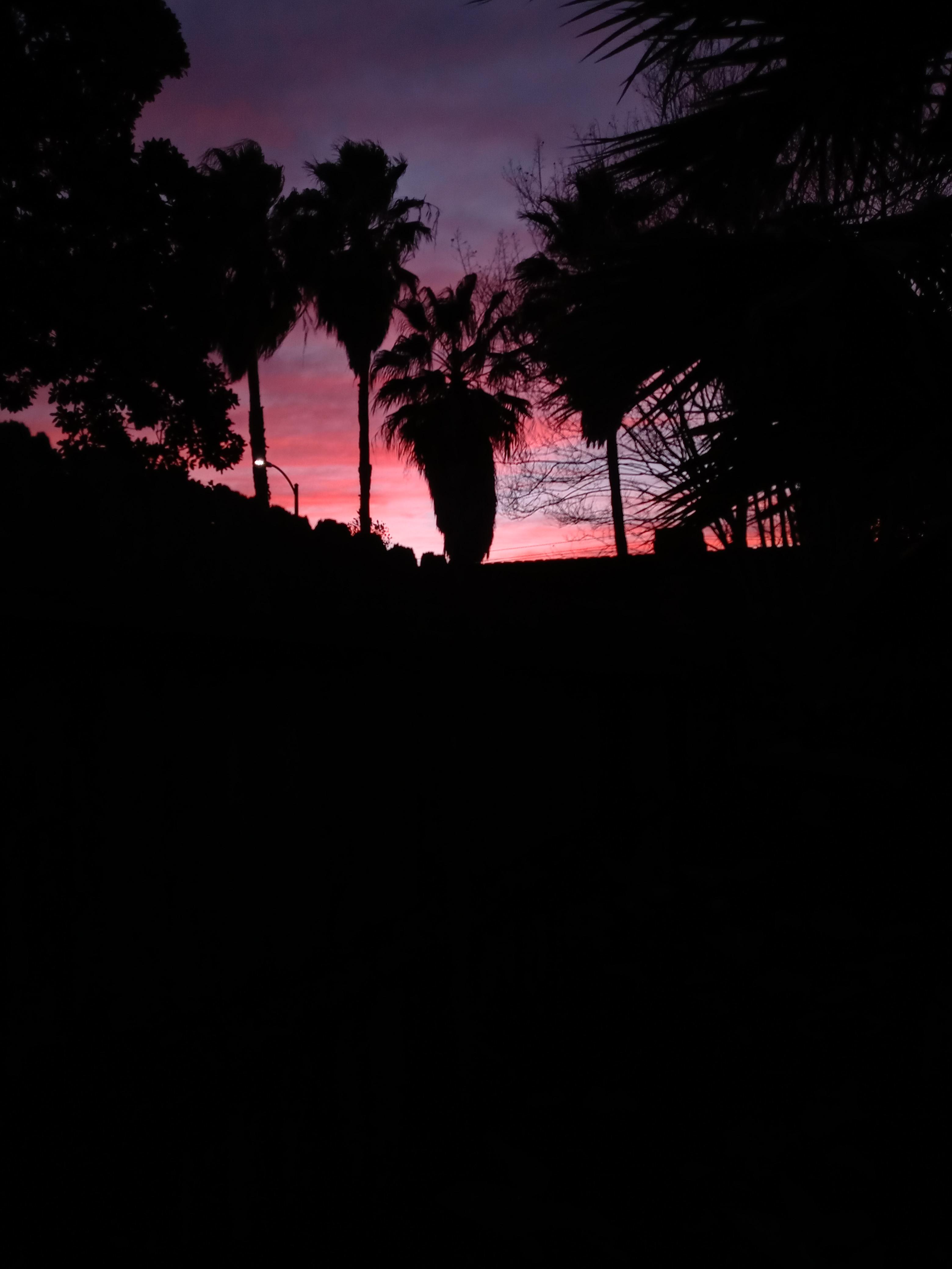 A silhouette of palm trees with a pink and purple sunset in the background. - Texas