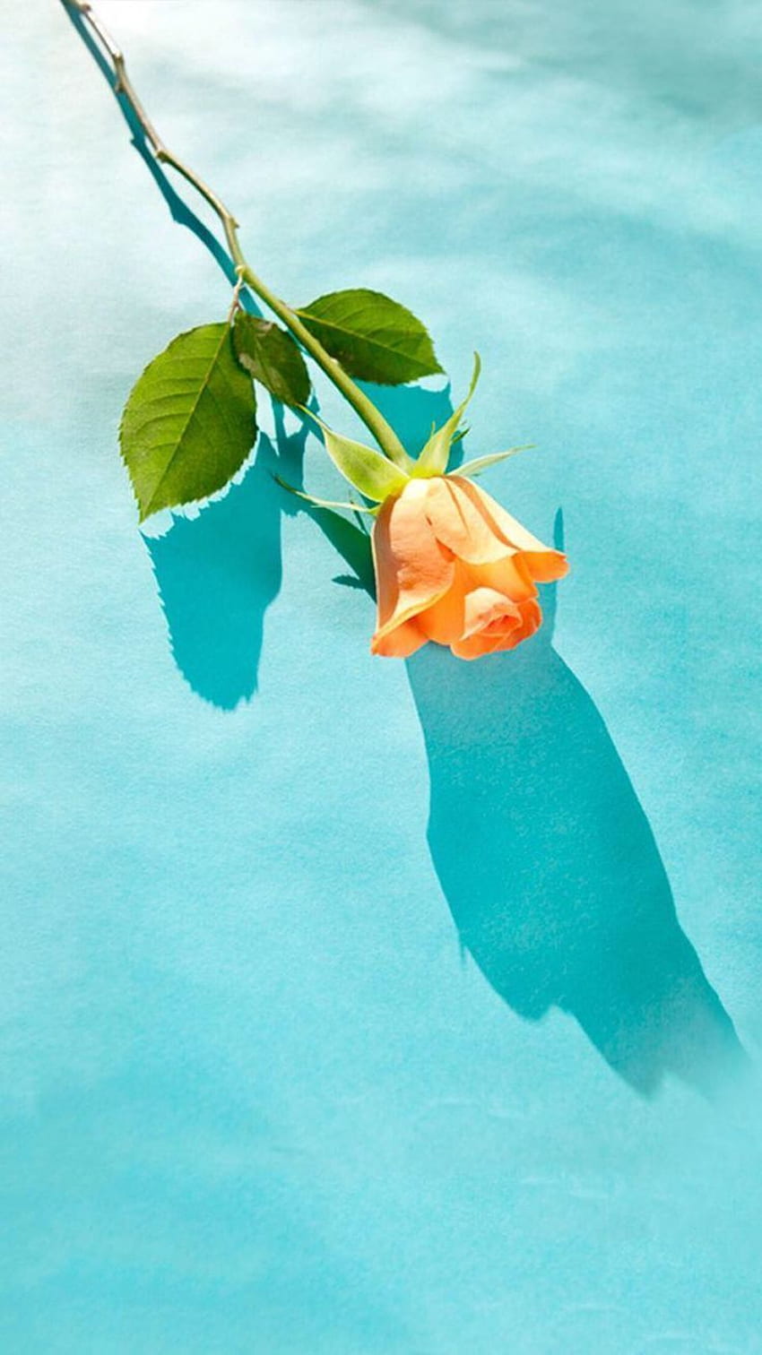 A single orange rose in a vase of water - Teal