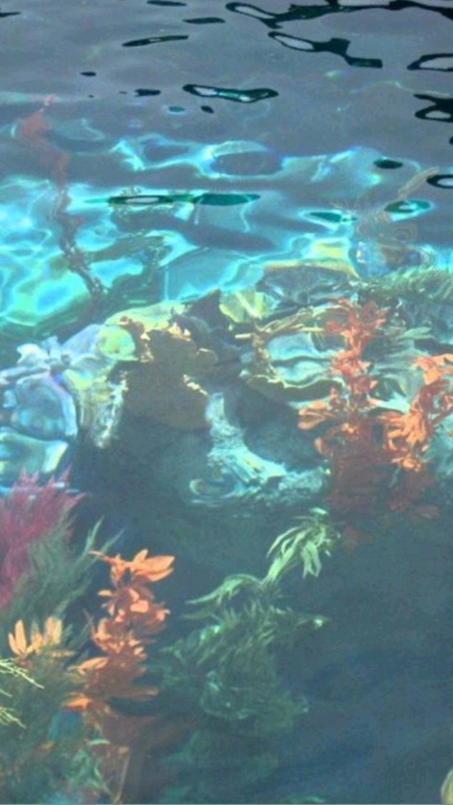 wallpaper underwater