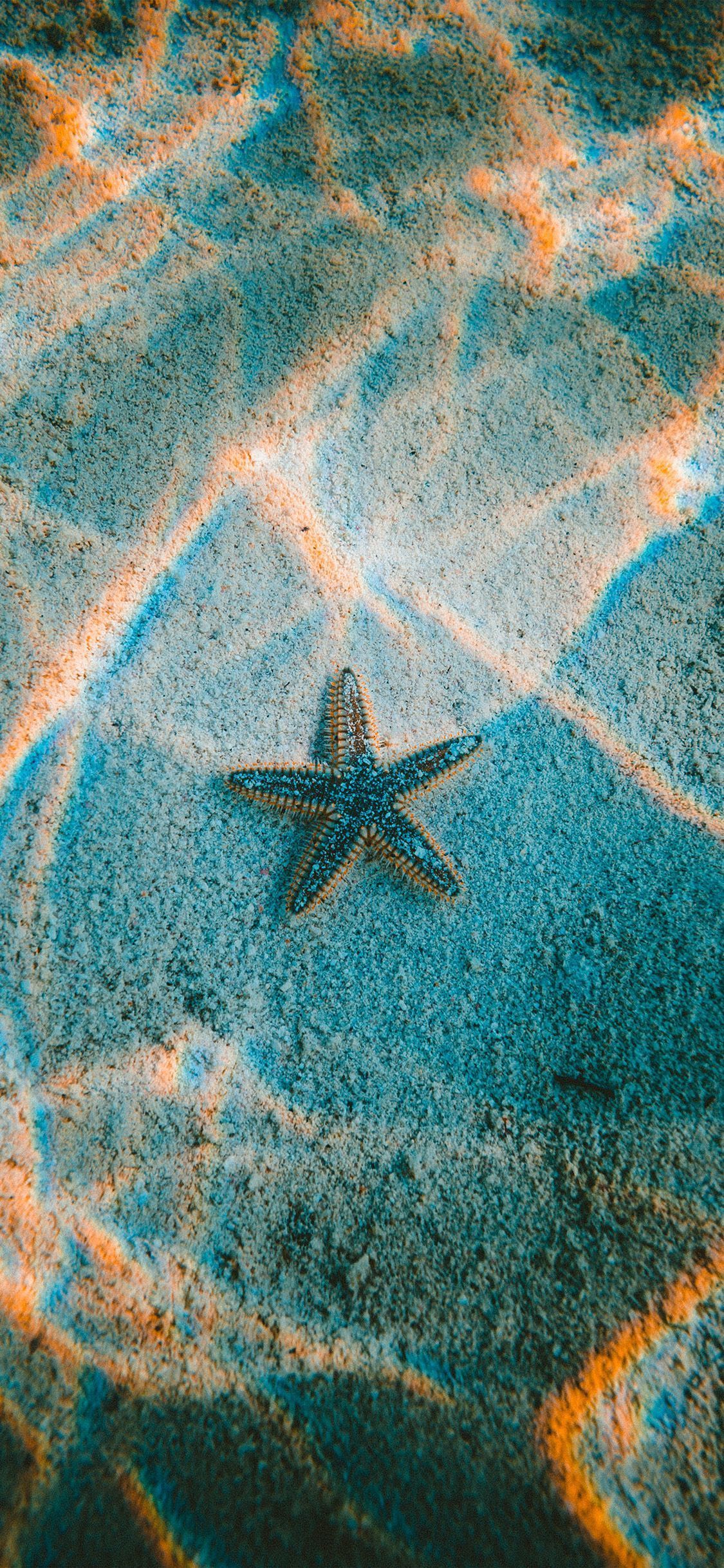 A starfish is floating in the water - Underwater, starfish