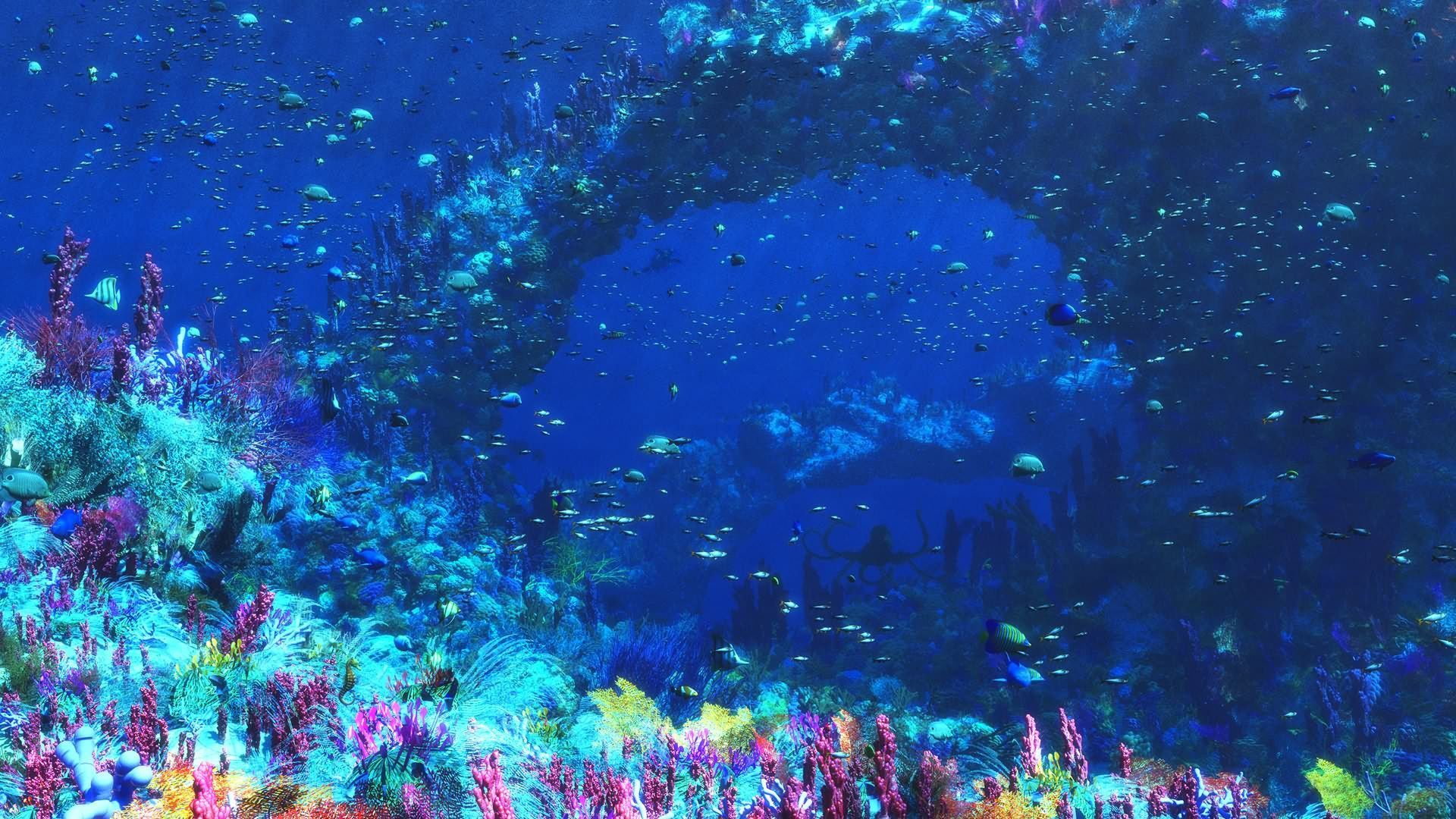 Coral reef with fish and anemones in the background - Underwater