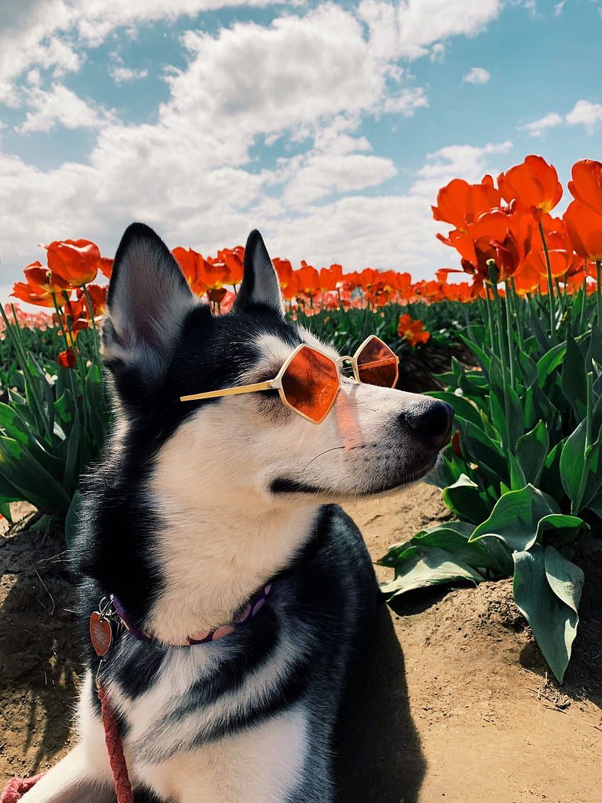 A dog wearing sunglasses in a field of flowers. - Dog