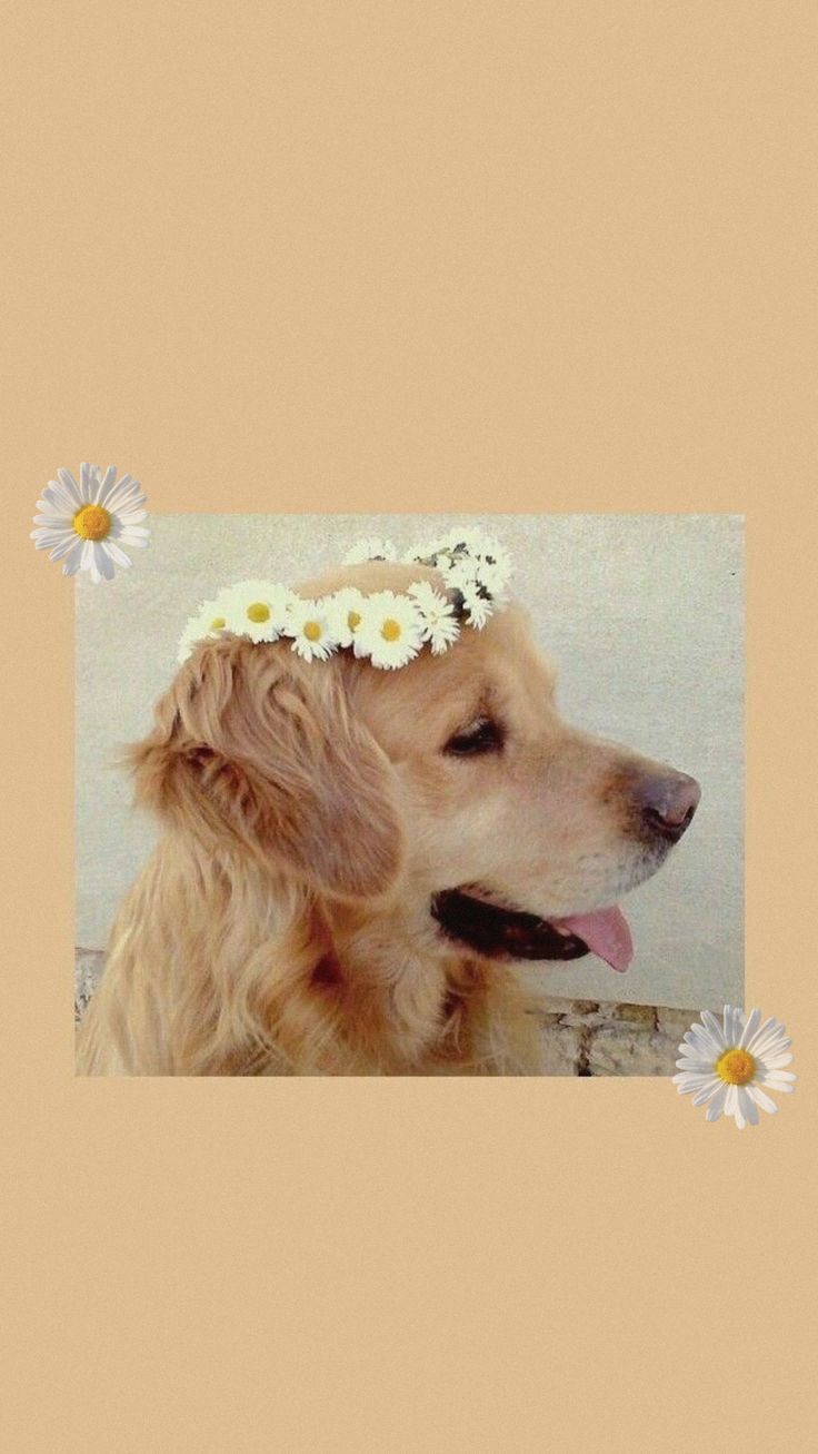 A dog with flowers in its hair - Dog