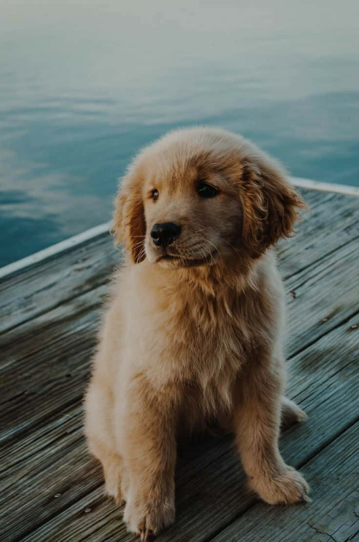 A puppy sitting on the dock looking at water - Dog, puppy