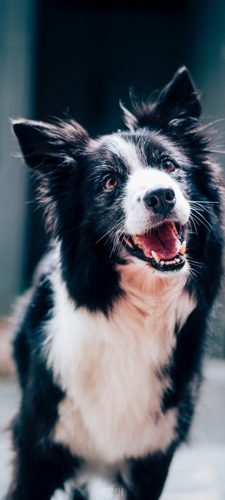 an alert black and white dog appears to smile widely, border collie, Oppo A8 full HD wallpaper, 720x1600 Gallery HD Wallpaper