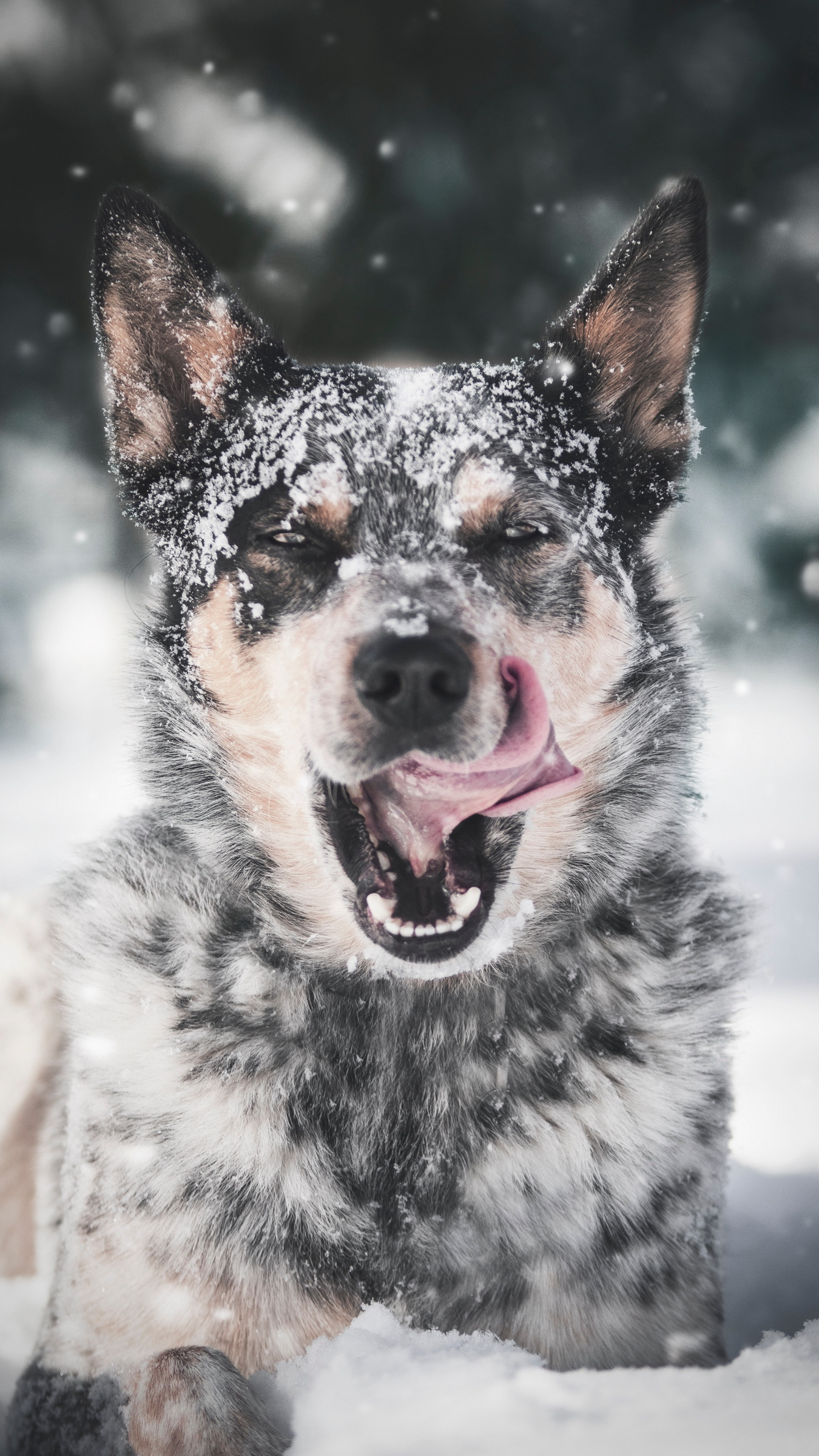 A dog with snow on its face - Dog