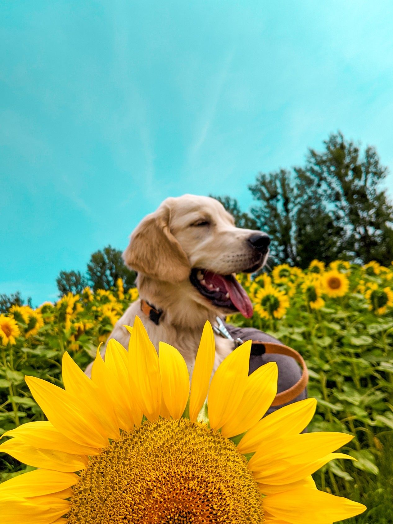 A dog in a field of sunflowers - Dog