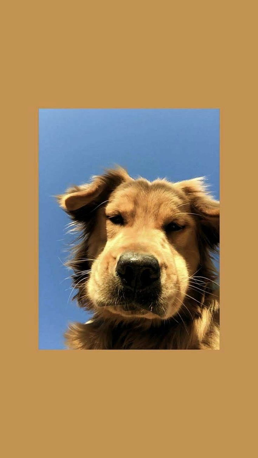 A dog with a blue sky background - Dog