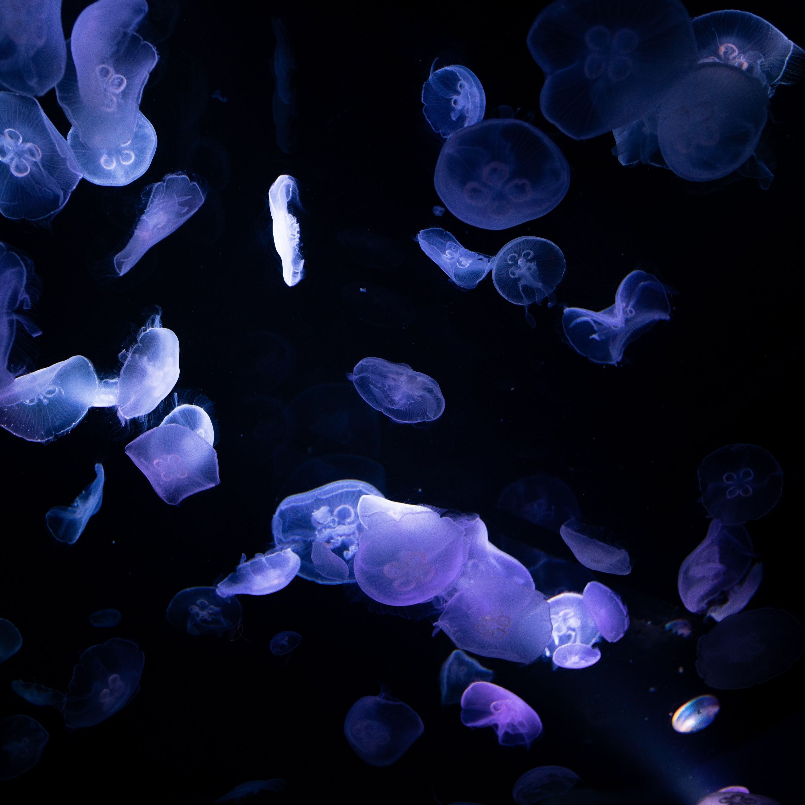 A group of jellyfish swimming in the dark - Underwater
