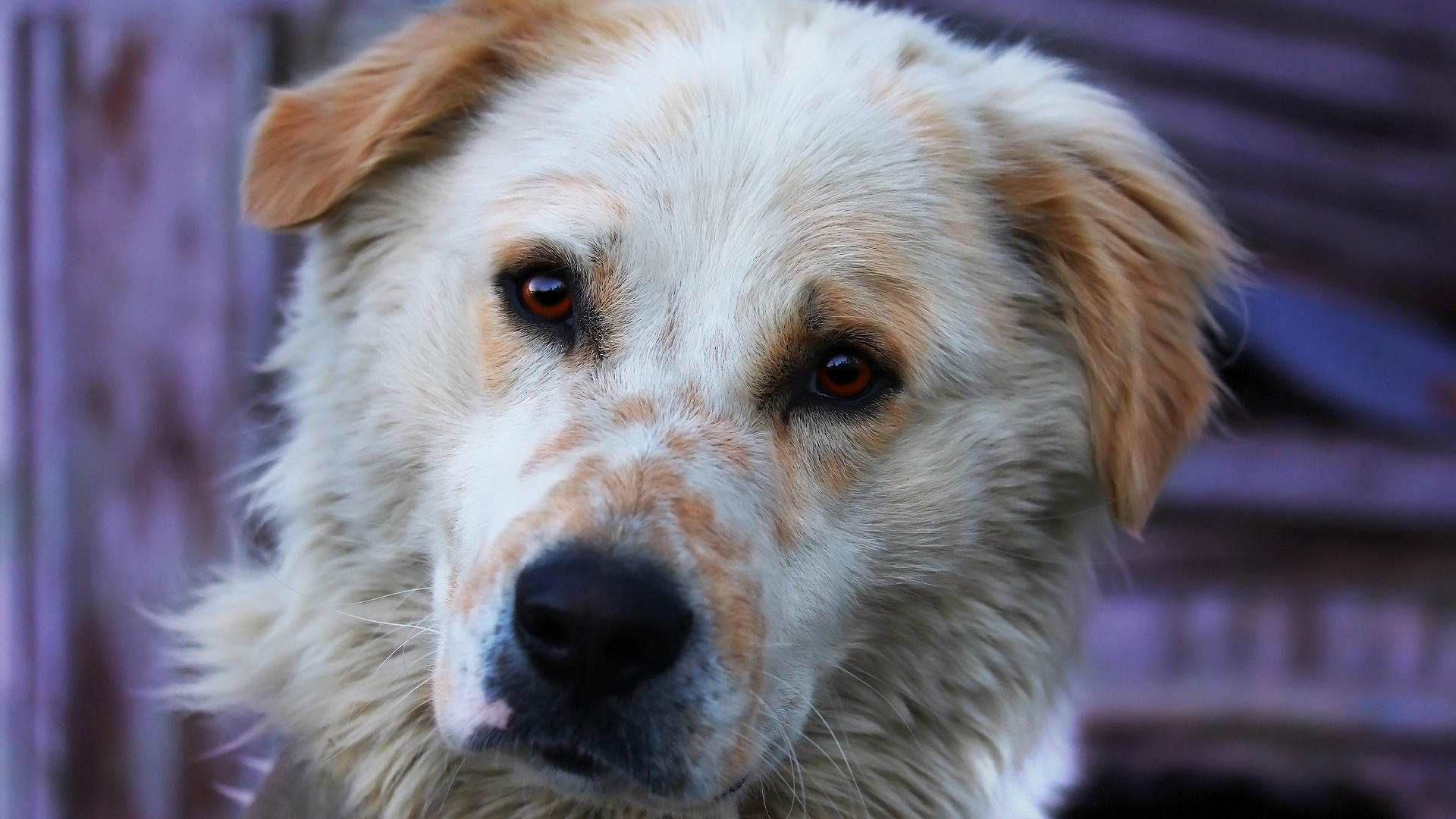 Brown White Dog In Blur Background HD Dog Wallpaper