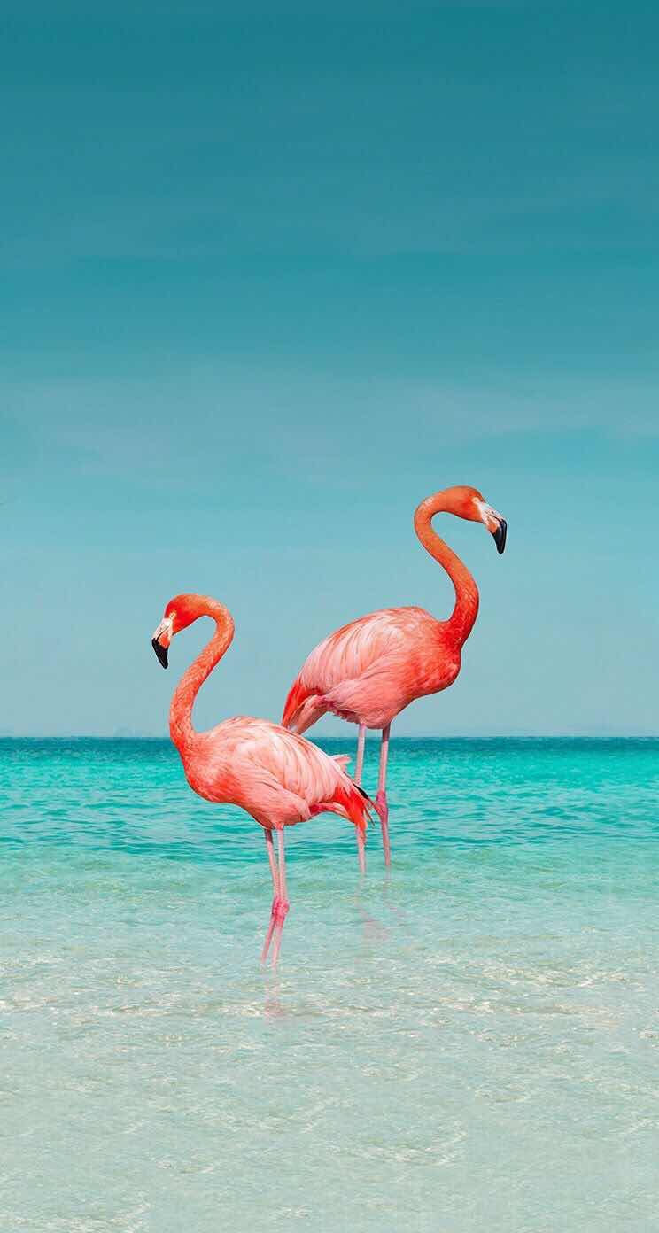 Two flamingos standing in the ocean - Flamingo