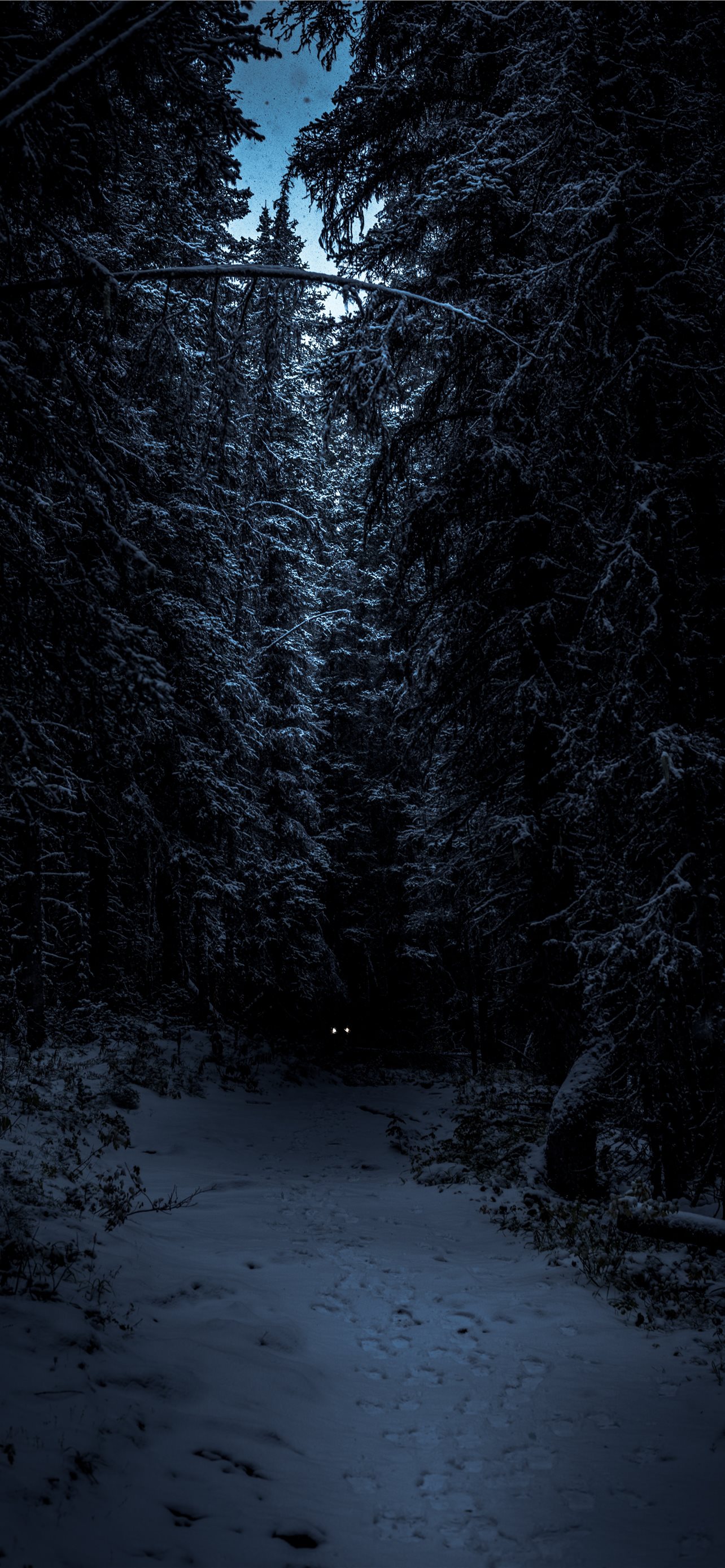Snowy path in the forest at night - Forest