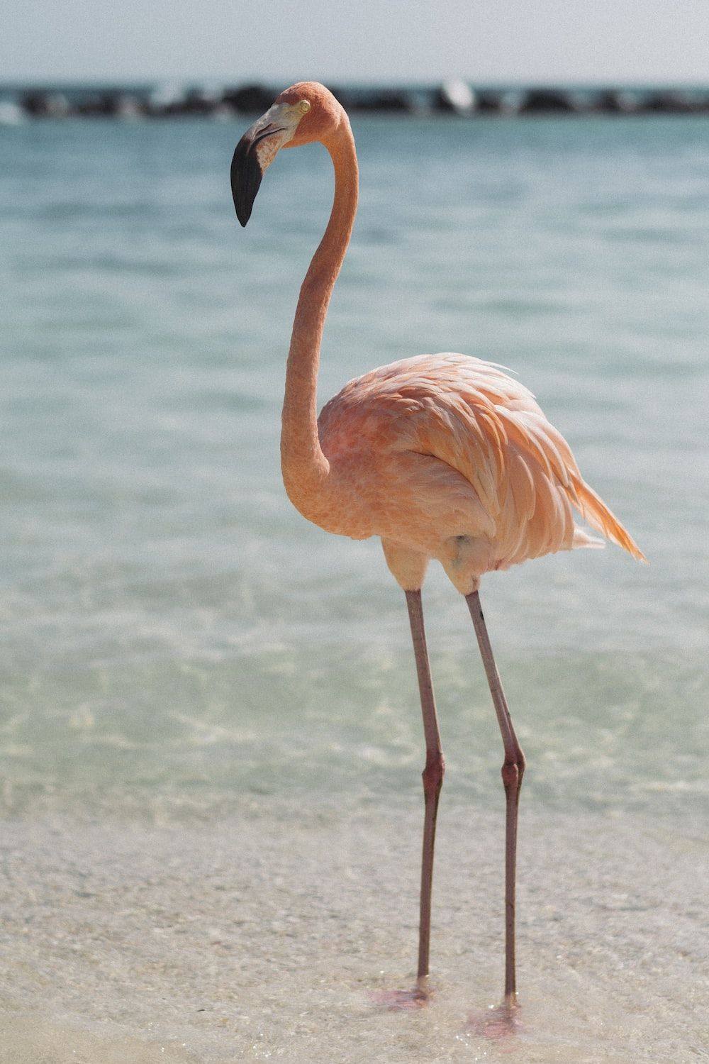 A flamingo standing in the water at the beach - Flamingo