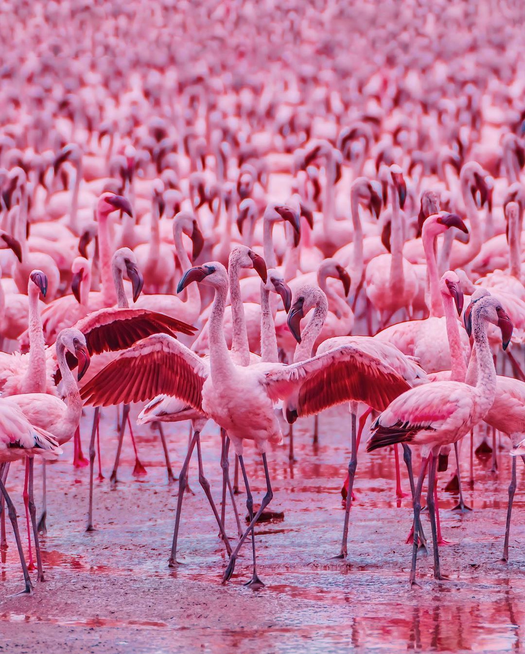 A large flock of flamingos standing in water. - Flamingo