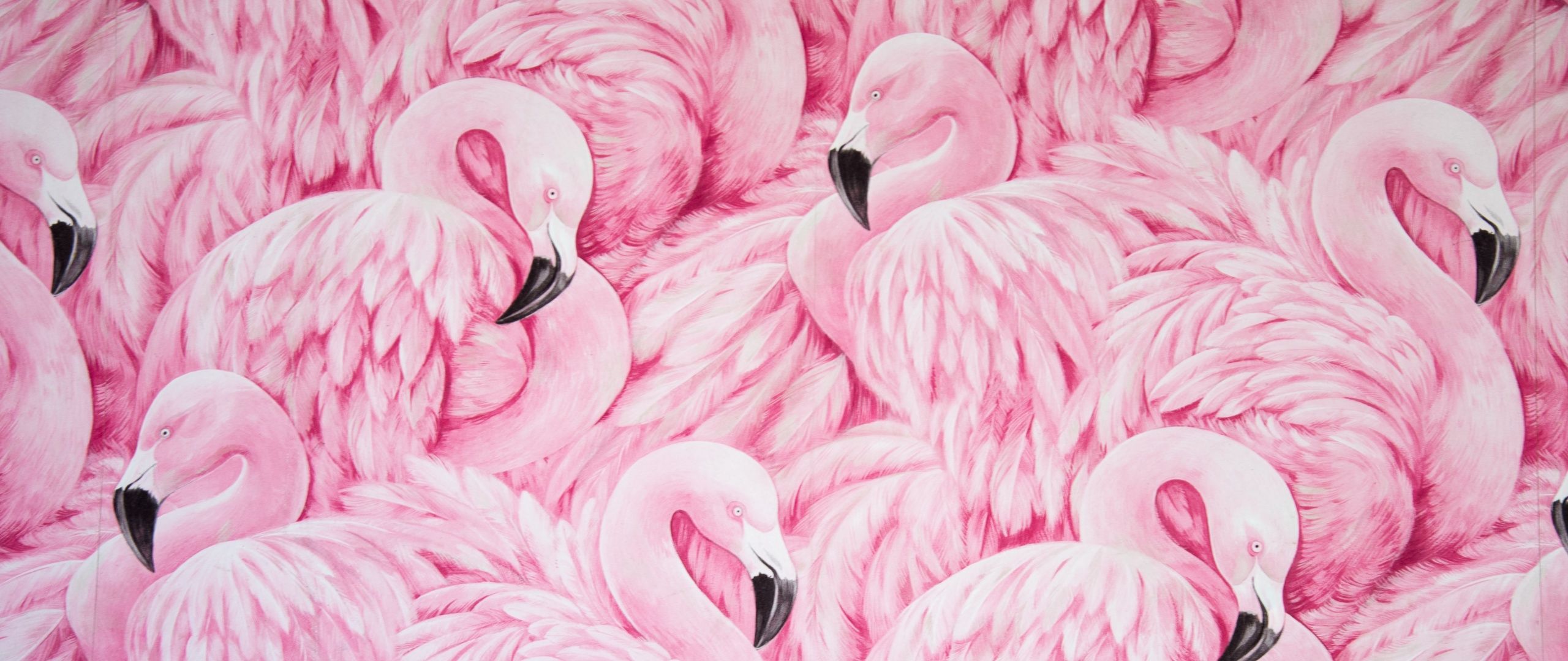 A flock of pink flamingos are standing in the water. - Flamingo, feathers