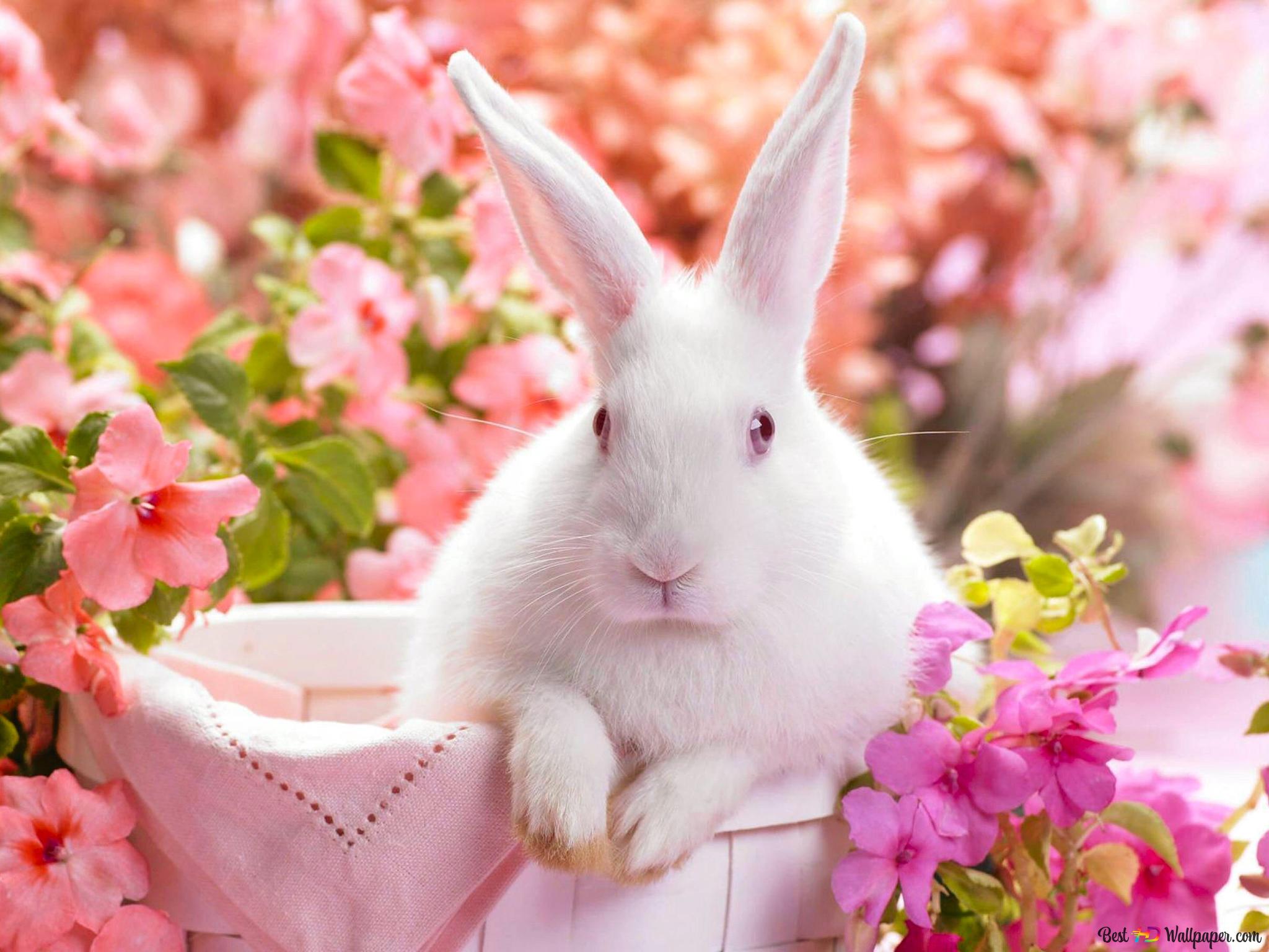 White bunny surrounded by pink and purple flowers 2K wallpaper download