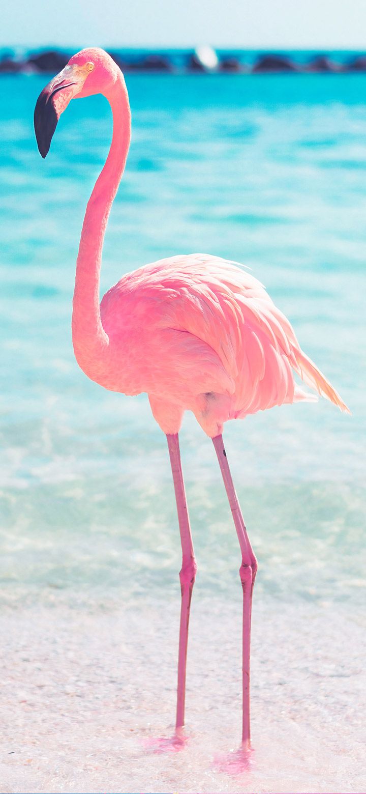 Aesthetic Flamingo Stands Near The Sea 4K Wallpaper