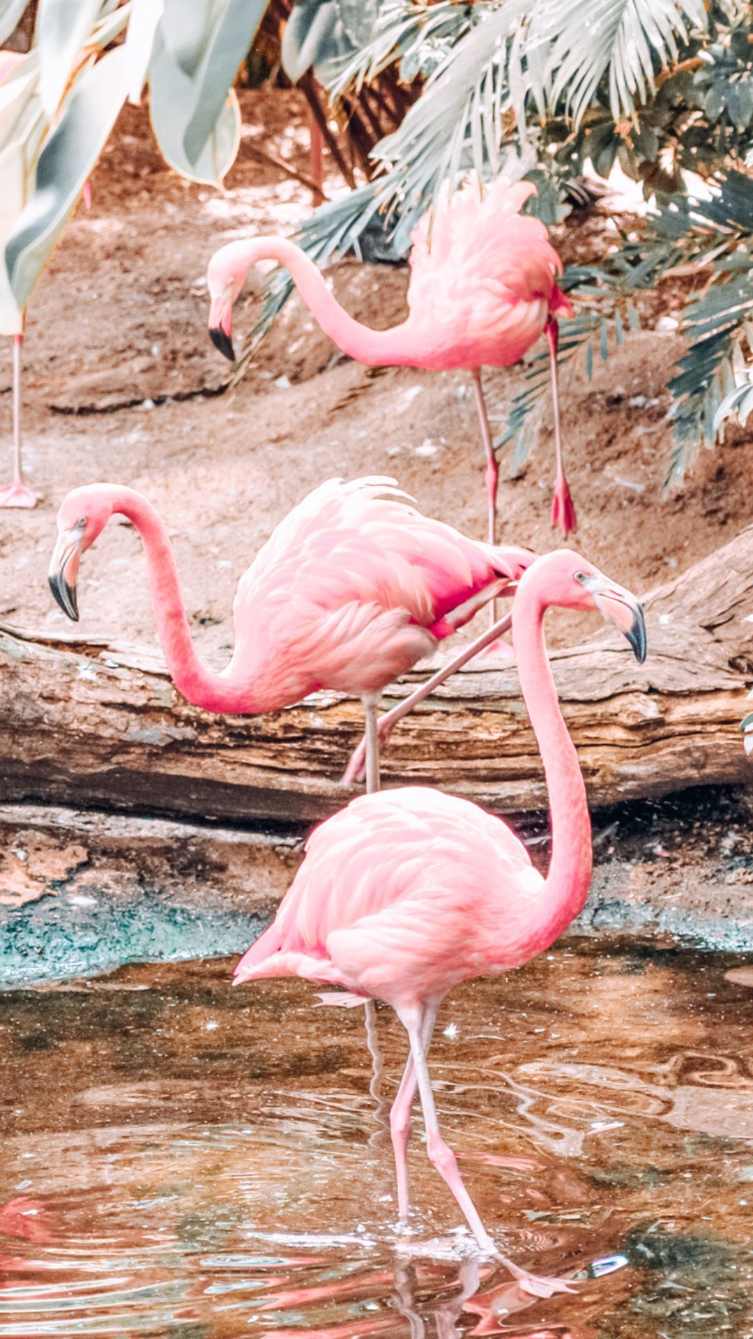 Flamingo Wallpaper Flamingo Background Download
