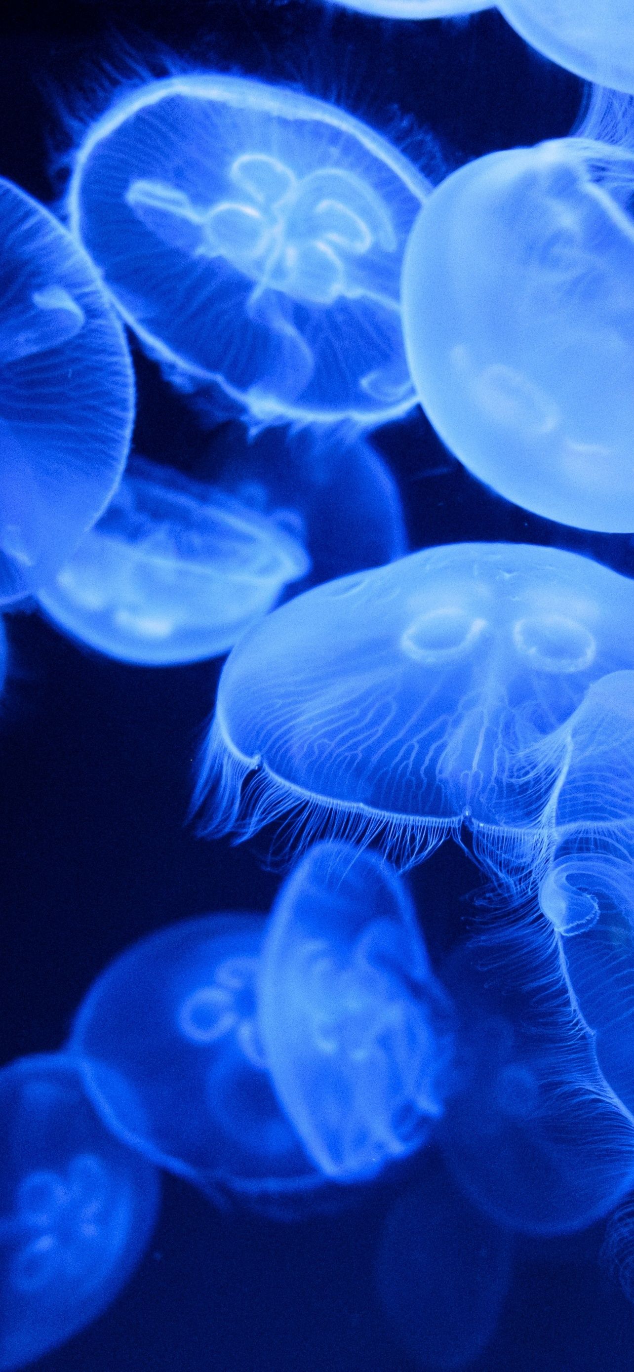 A group of jellyfish floating in the water. - Underwater, jellyfish