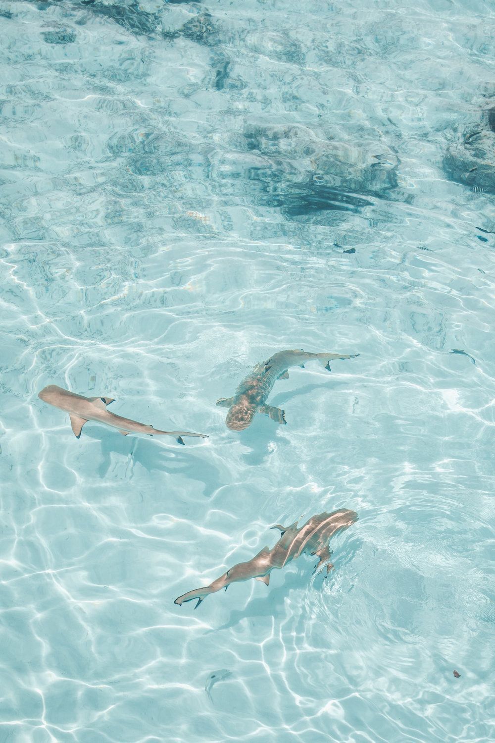 Sharks swimming in a pool - Underwater