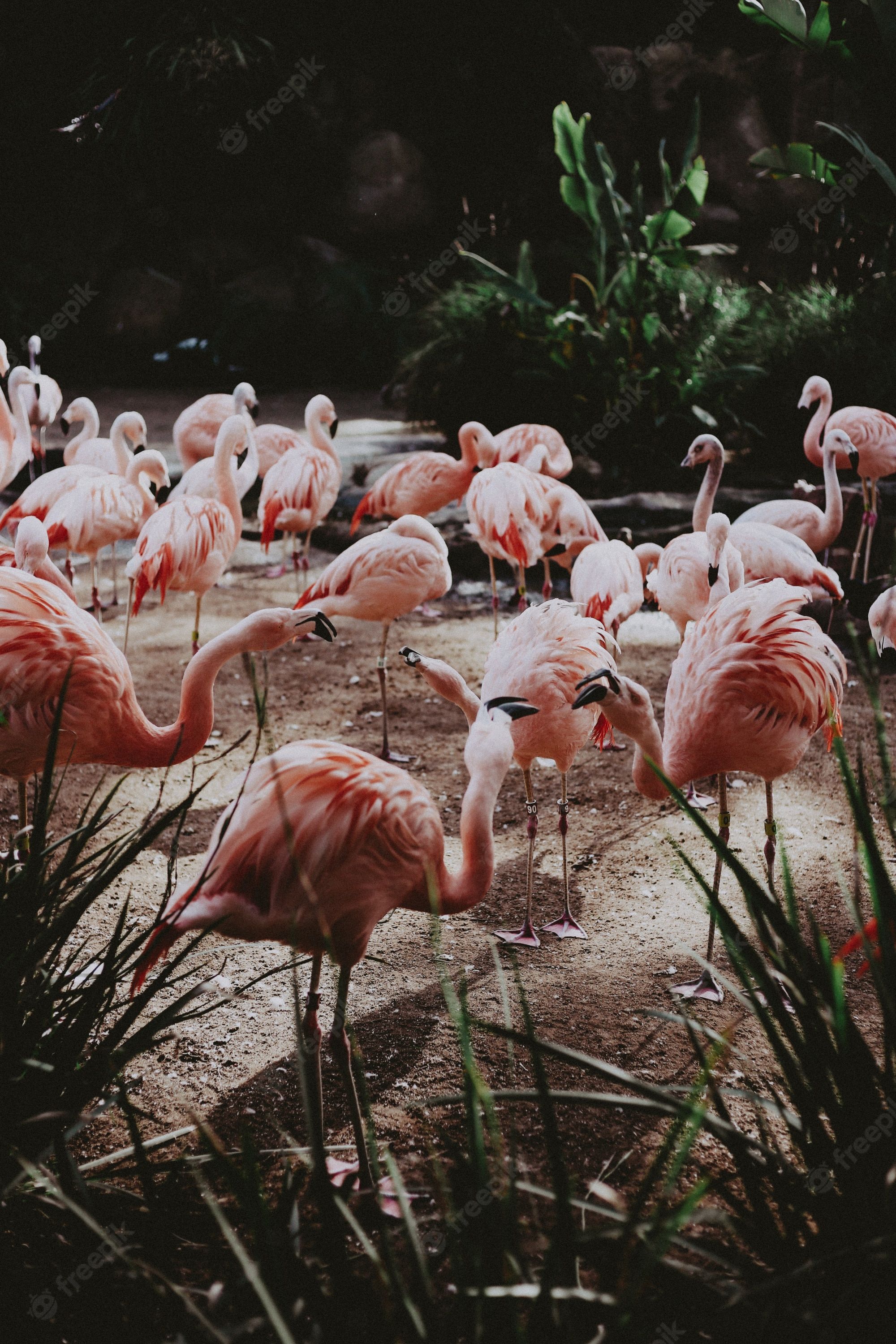 Flamingo Flock Image