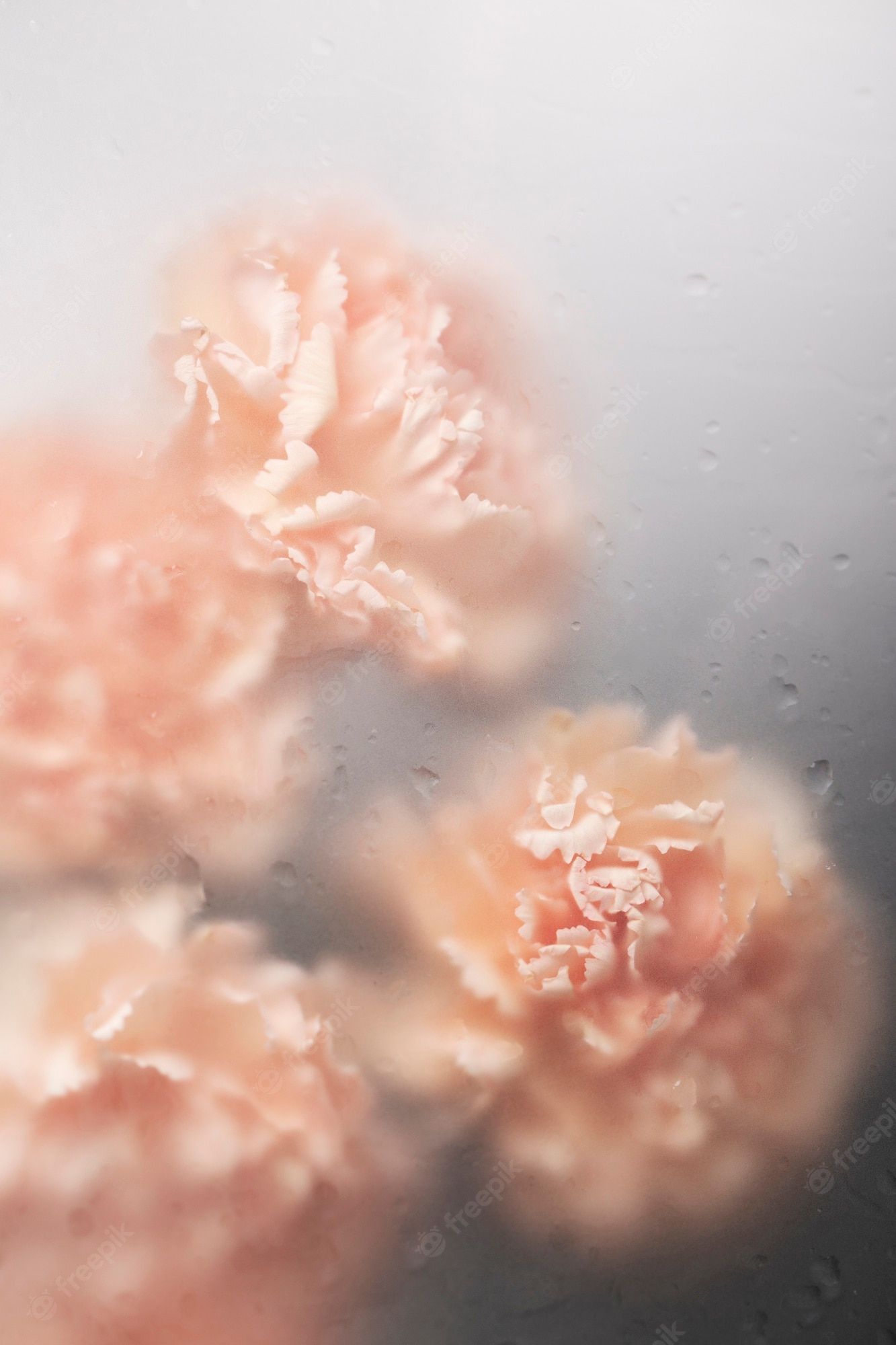 Pink carnations seen through a rainy window - Flower