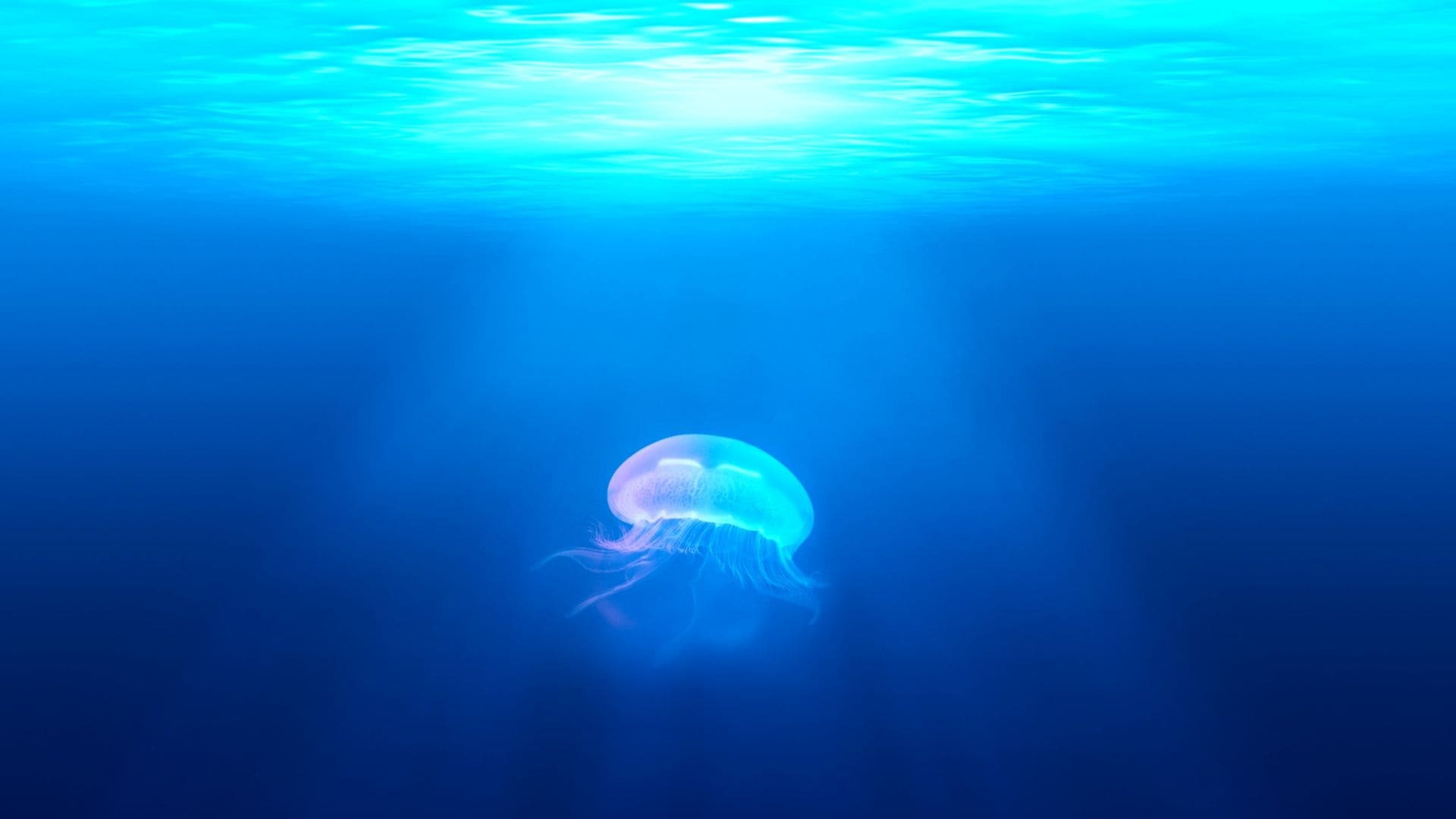 Jellyfish in the ocean with sunlight shining through - Underwater