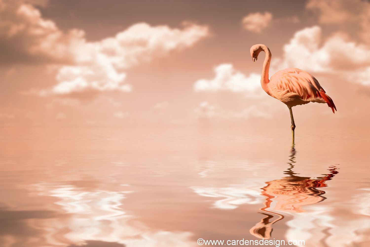 A flamingo standing in water with a sky background - Flamingo