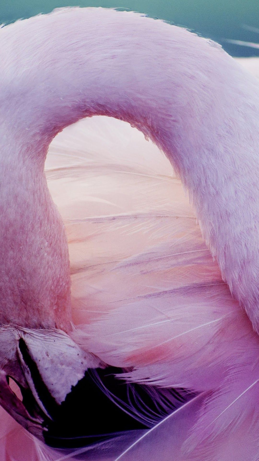 Pink Flamingo HD Gallery HD Wallpaper
