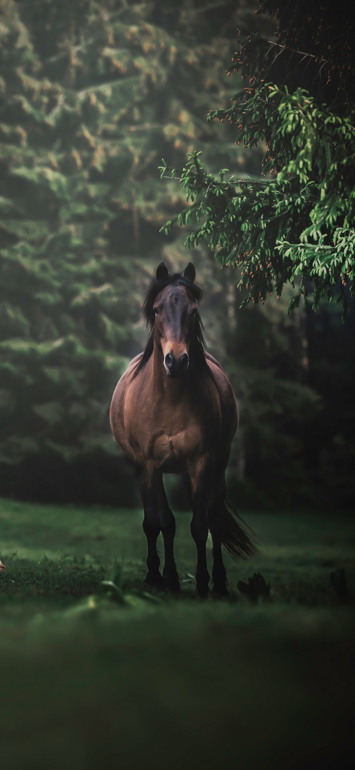 A horse standing in the grass next to trees - Horse