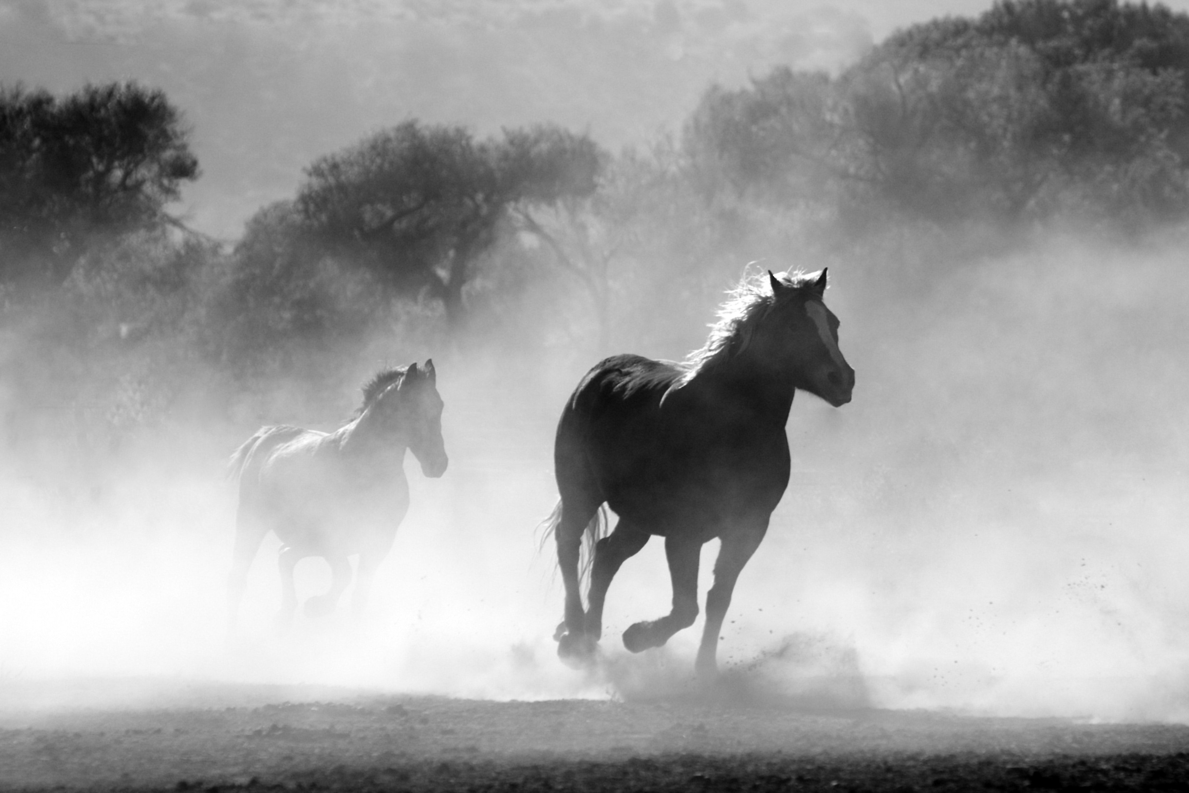 A couple of horses running through the dirt - Horse