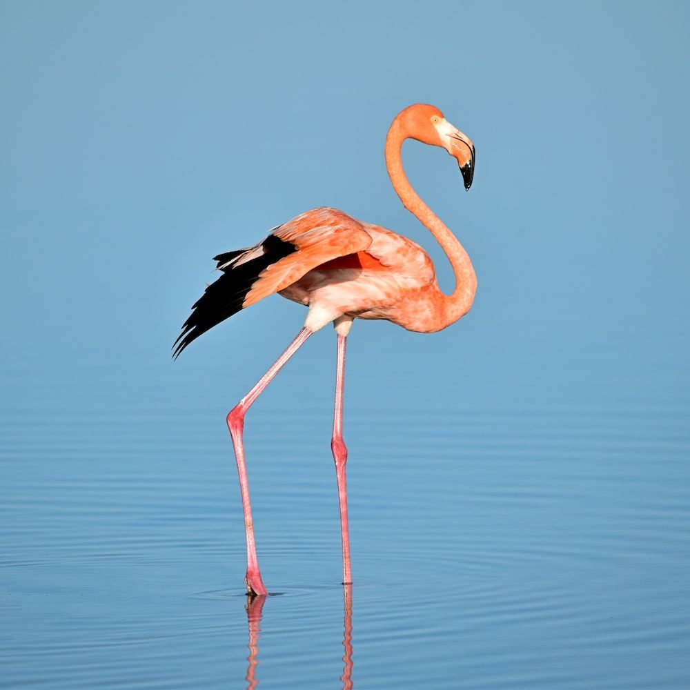 Flamingo Wallpaper: Free HD Download [HQ]