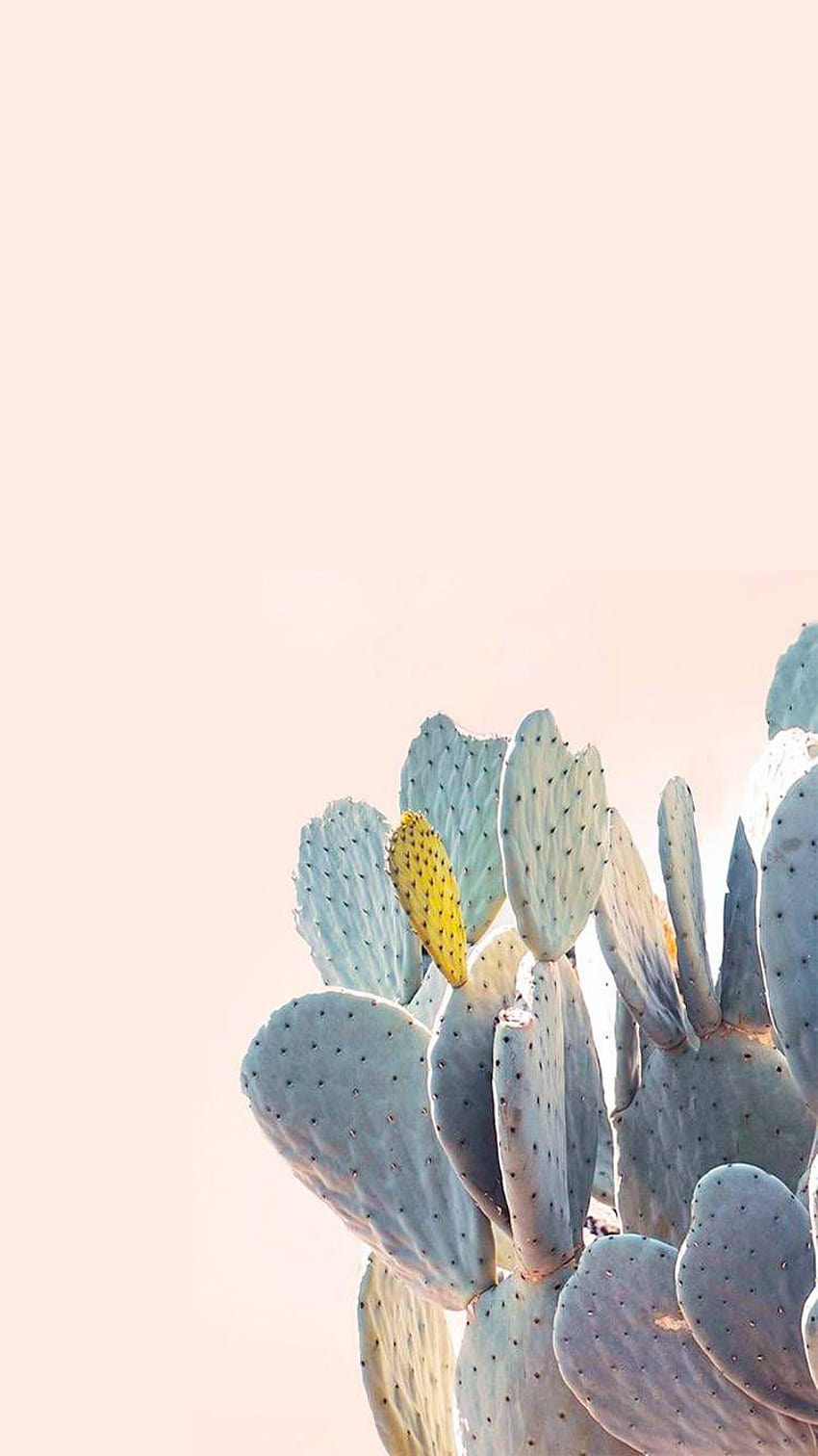 A cactus plant with a pink background - Cactus