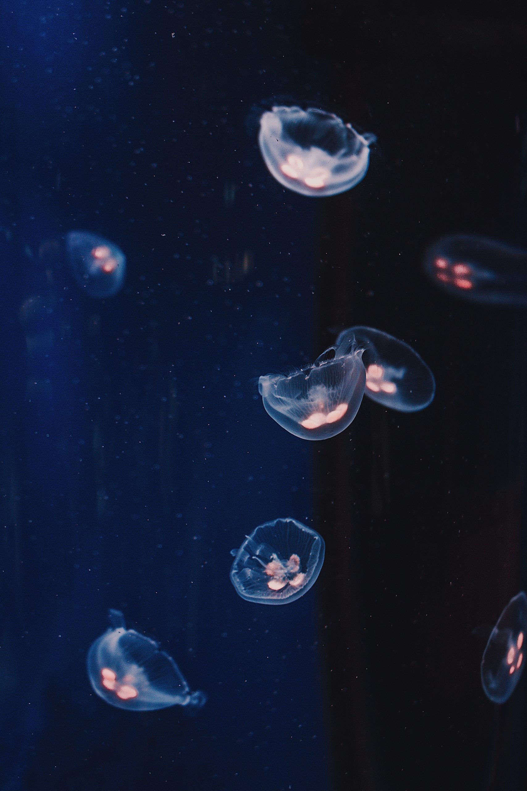 A group of jellyfish floating in the water. - Navy blue, underwater
