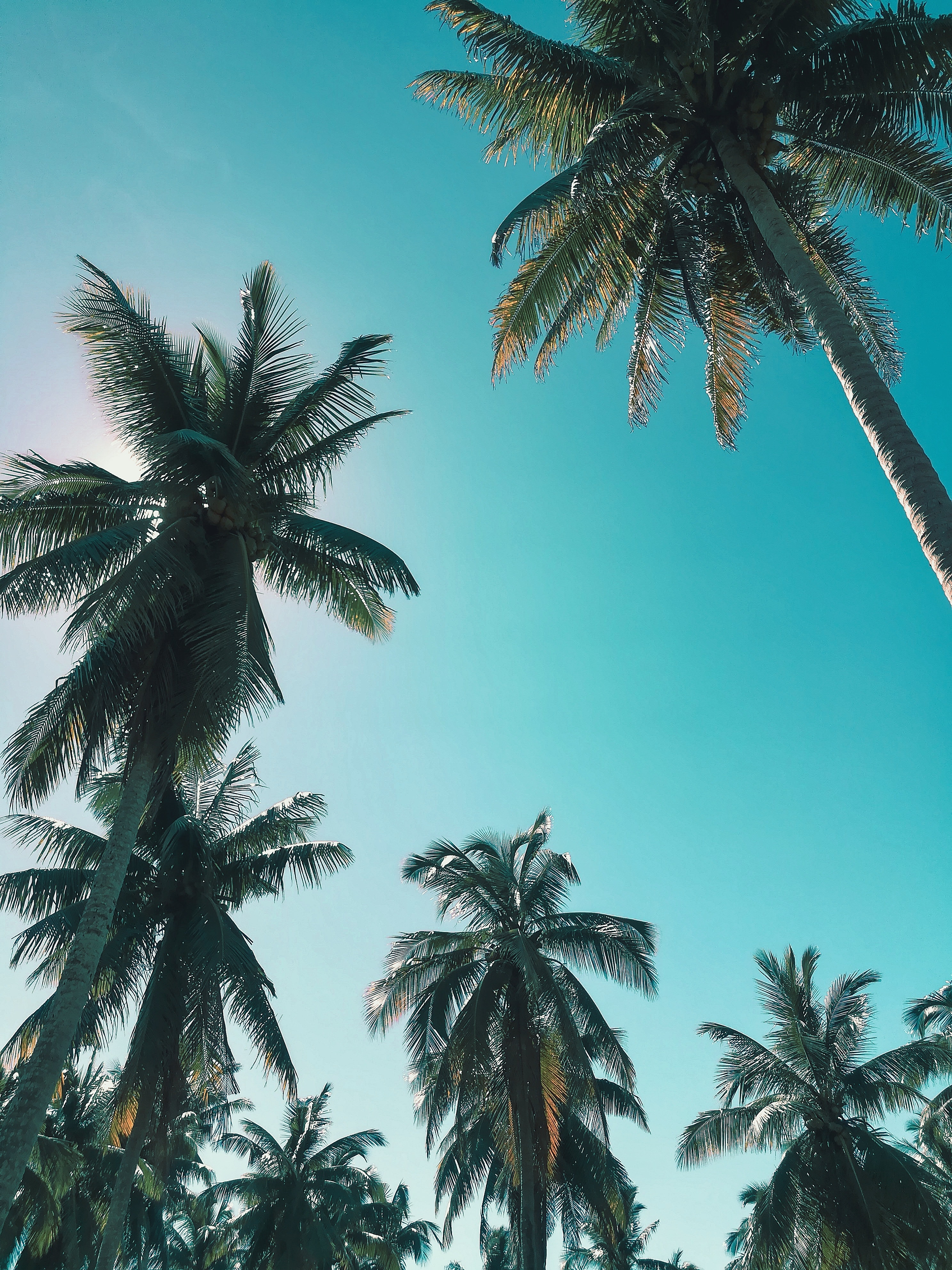 Palm Trees Photo, Download The BEST Free Palm Trees & HD Image