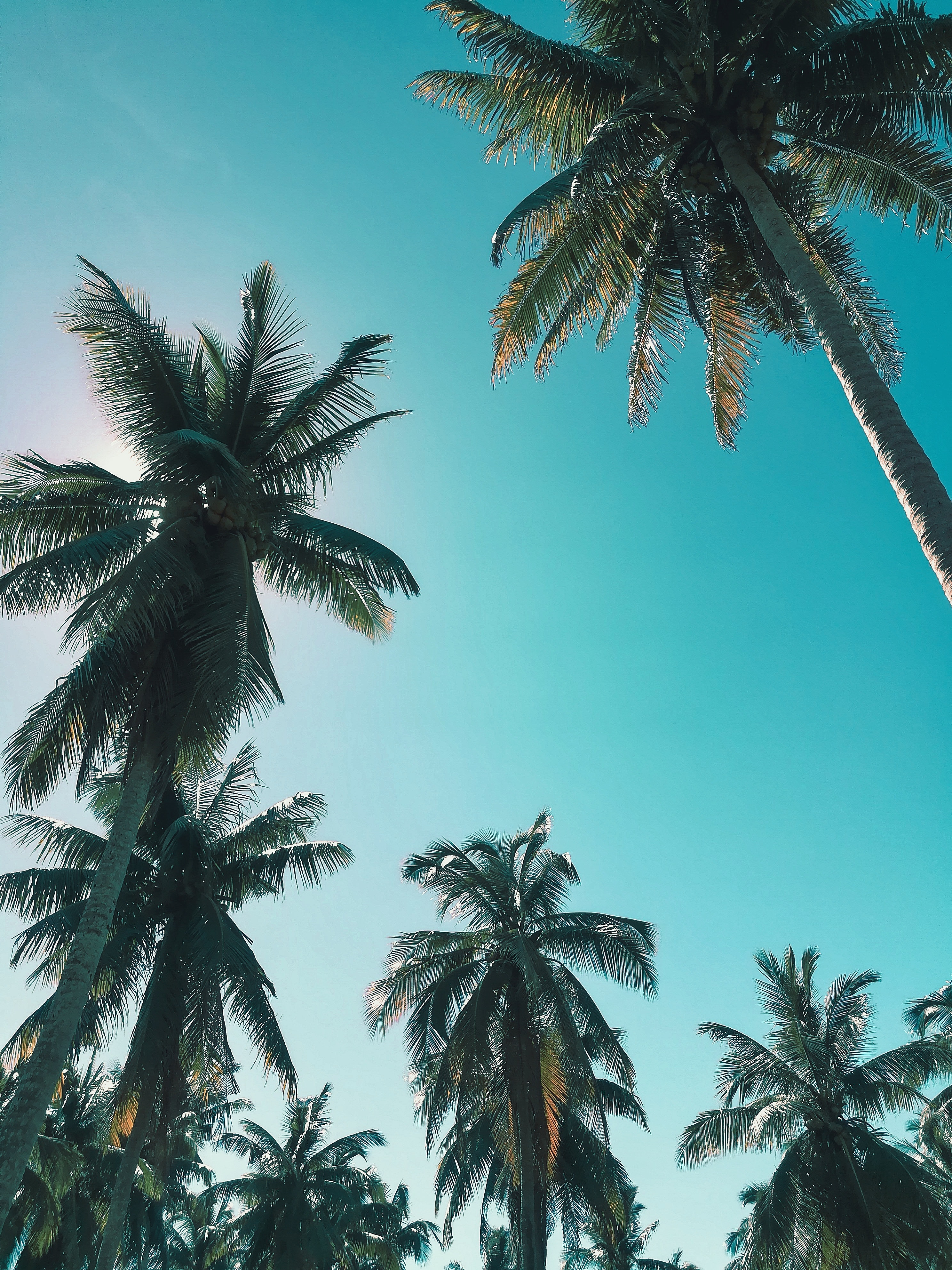 A group of palm trees on the beach - Palm tree