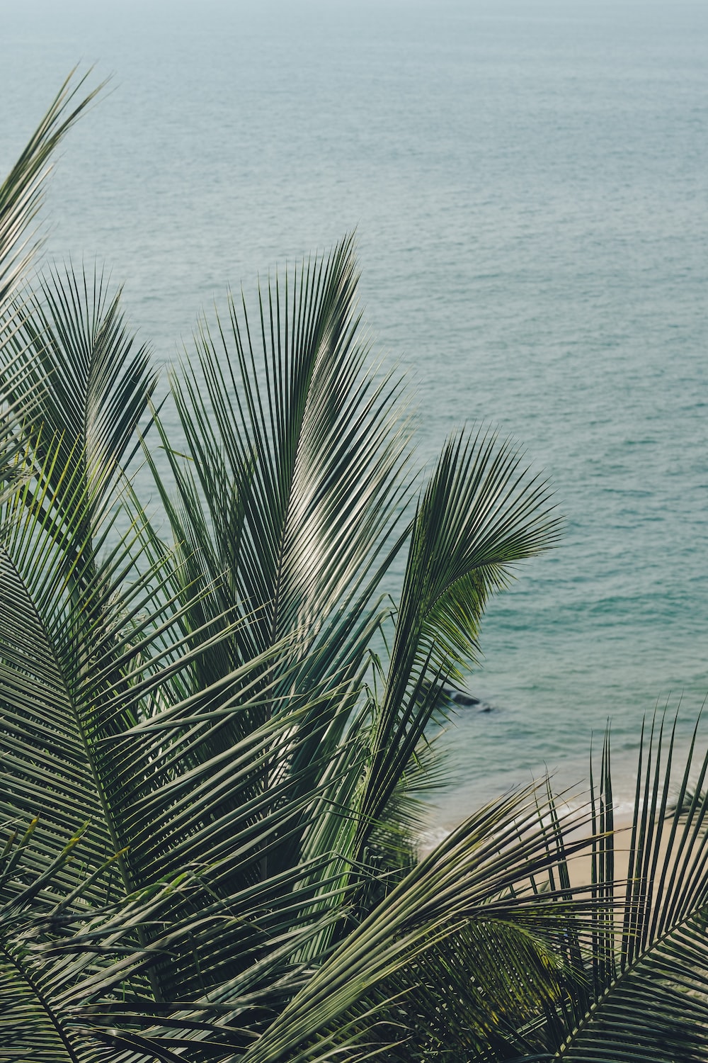 a view of a beach with palm trees and the ocean in the background photo